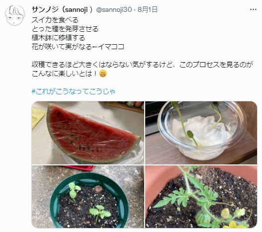 原PO約一個月前分享西瓜種植的過程,從本體、發芽到開花結果,過程充滿期待且感動。(翻攝推特@sannoji30)
