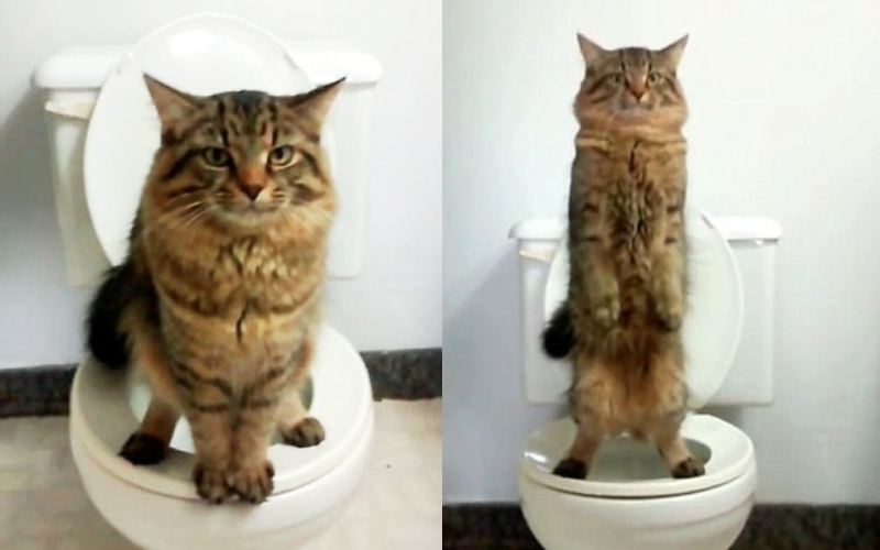 男生在坐式馬桶小便要站著尿還是坐著尿，近年常引起論戰。（示意圖，與貓無關，圖片翻攝dailymail）