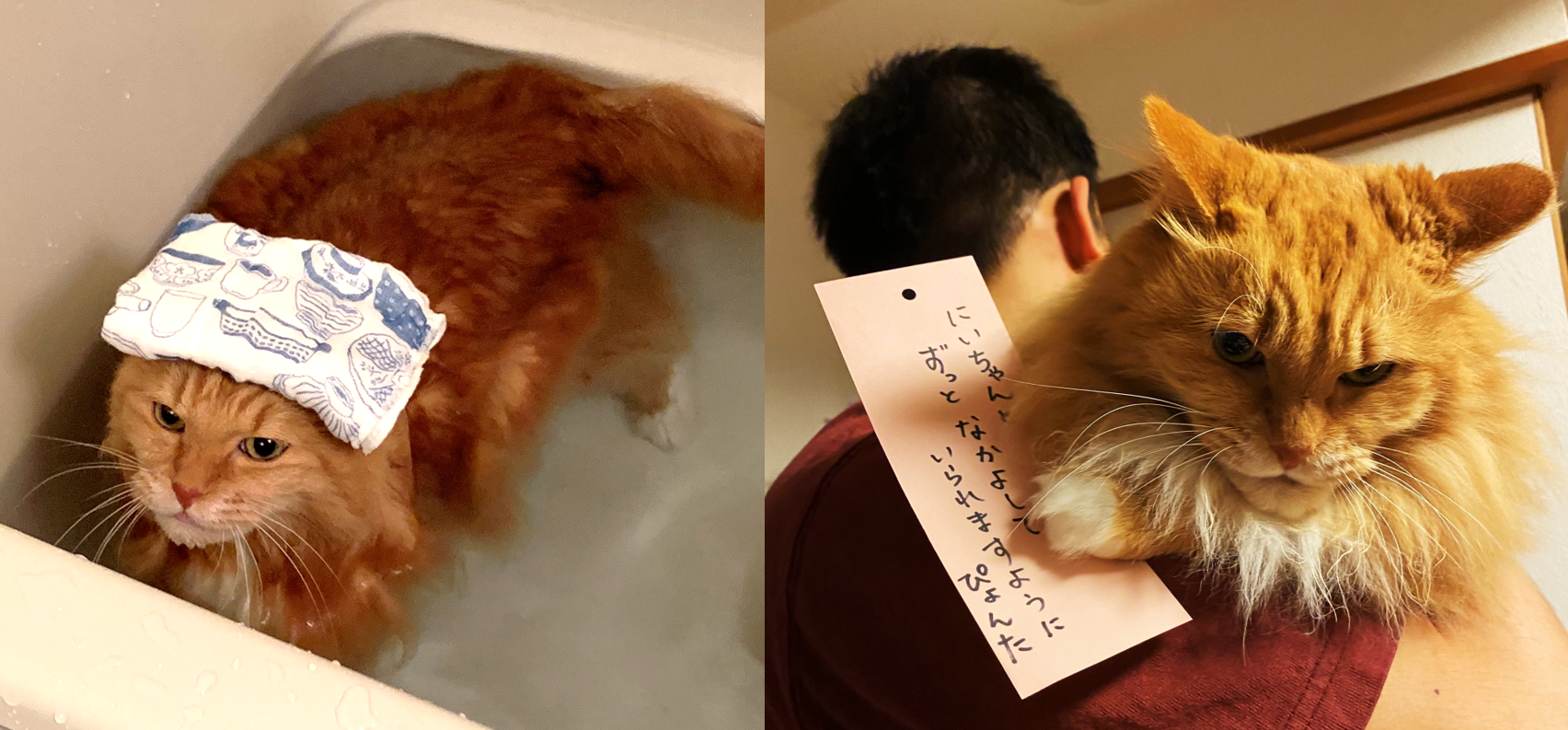 飼主在推特皆以貓咪為第一人稱分享日常,提到牠很喜歡泡澡,而且在七夕許願籤上還寫下願望「希望和哥哥一直相親相愛地生活。」(圖片翻攝推特@pyonta_F)
