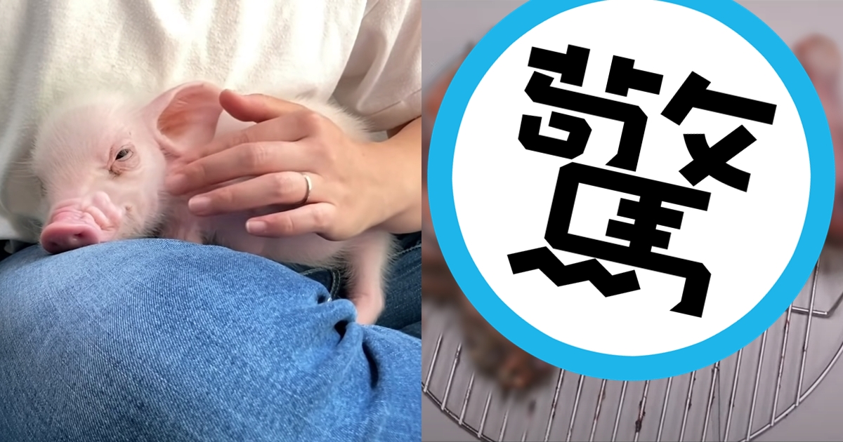 小豬「五花肉」陪伴大家100天，最後變成烤豬。（翻攝自100天后吃的猪 YouTube）