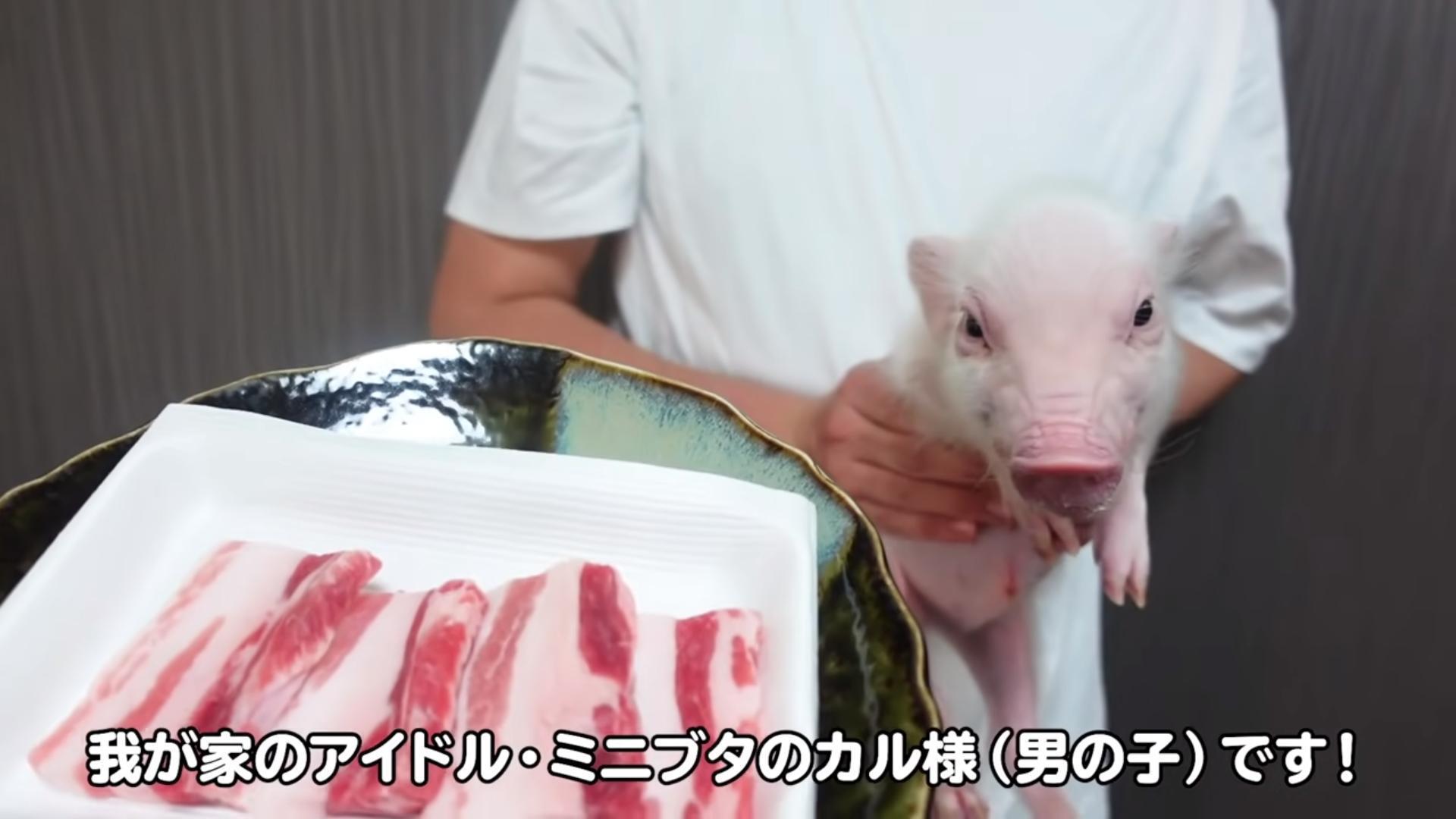 飼主讓小豬跟豬肉見面。(翻攝自100天后吃的猪 YouTube)
