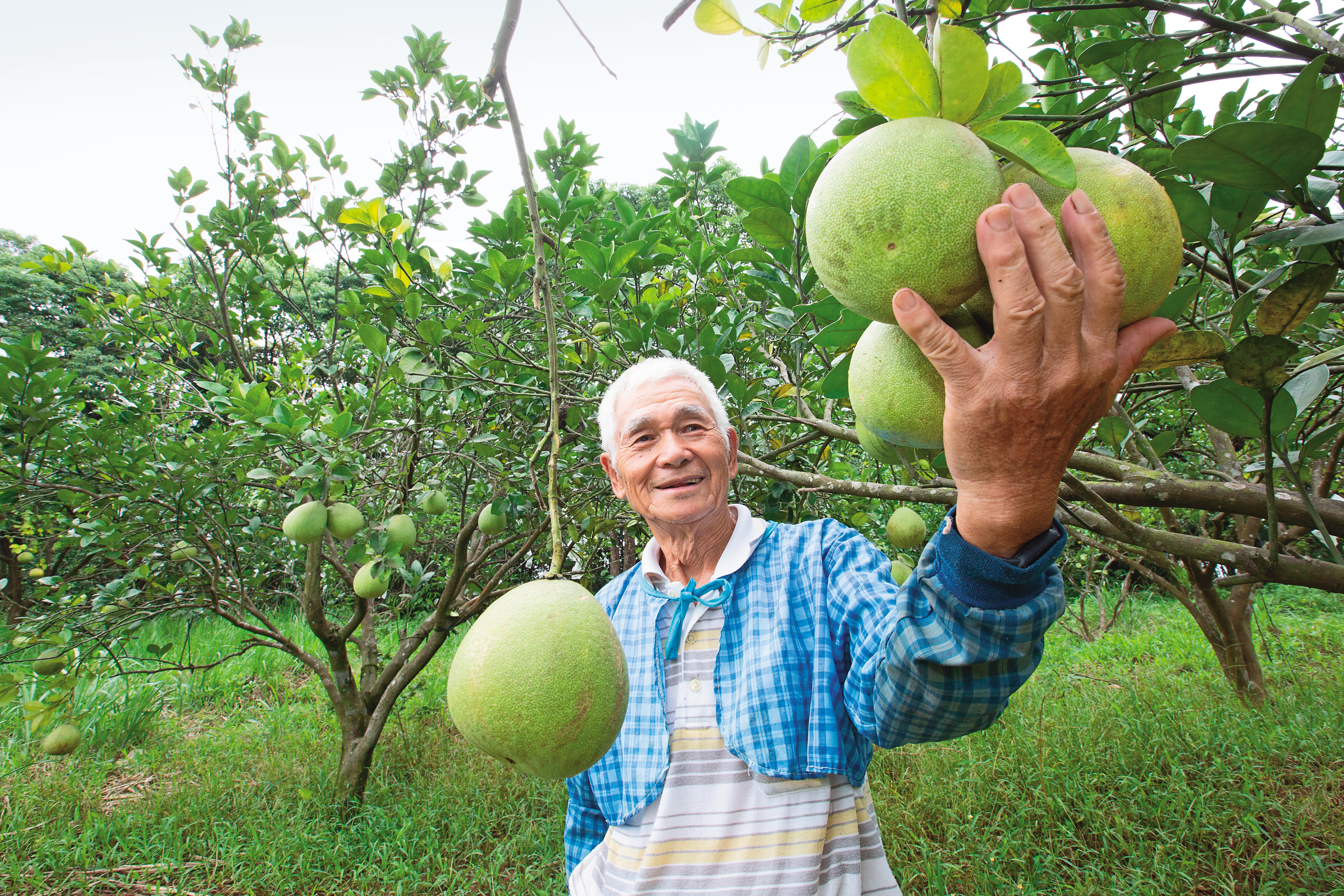柚農林阿清種植柚子30年,除了一開始種植文旦與西施蜜柚,後來也投入帝王柚種植。