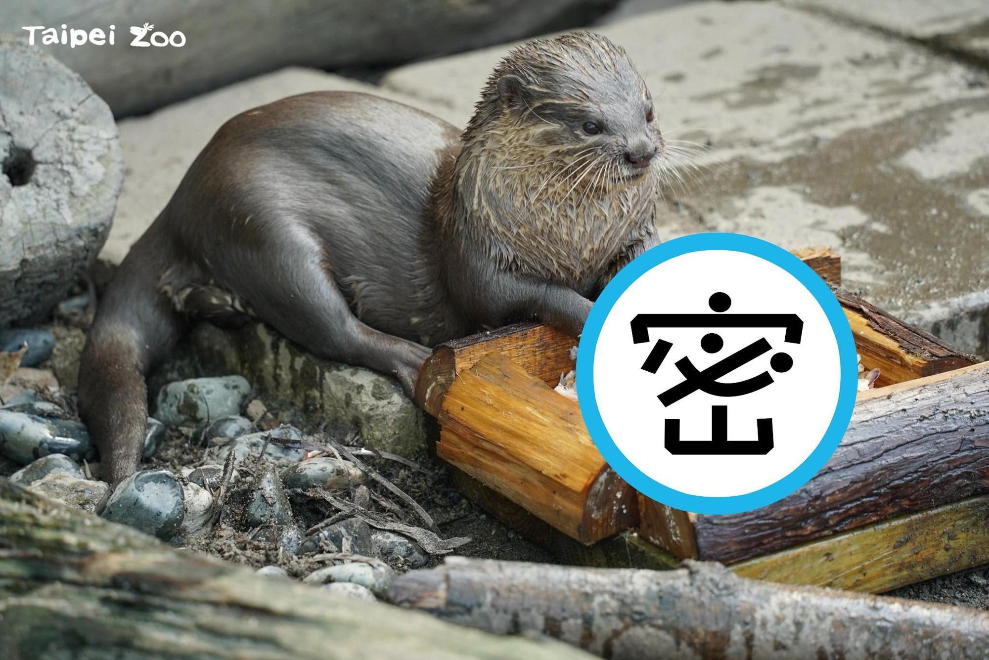 台北市立動物園近日因為替馬來貘取名的活動收穫不少關注，今日公布水獺的「換季大餐」也引起一波討論。（翻攝自「Taipei Zoo 臺北市立動物園 」臉書）