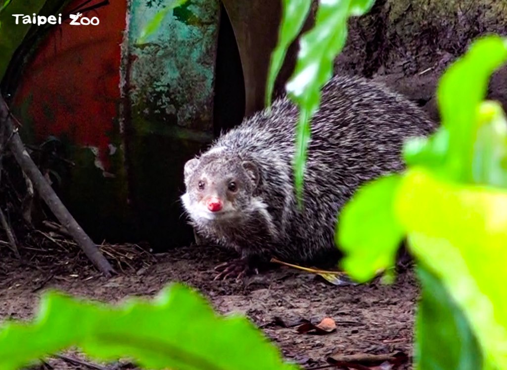 除了水獺以外，食蟹獴也能夠品嘗到螃蟹大餐。（翻攝自「Taipei Zoo 臺北市立動物園 」臉書）
