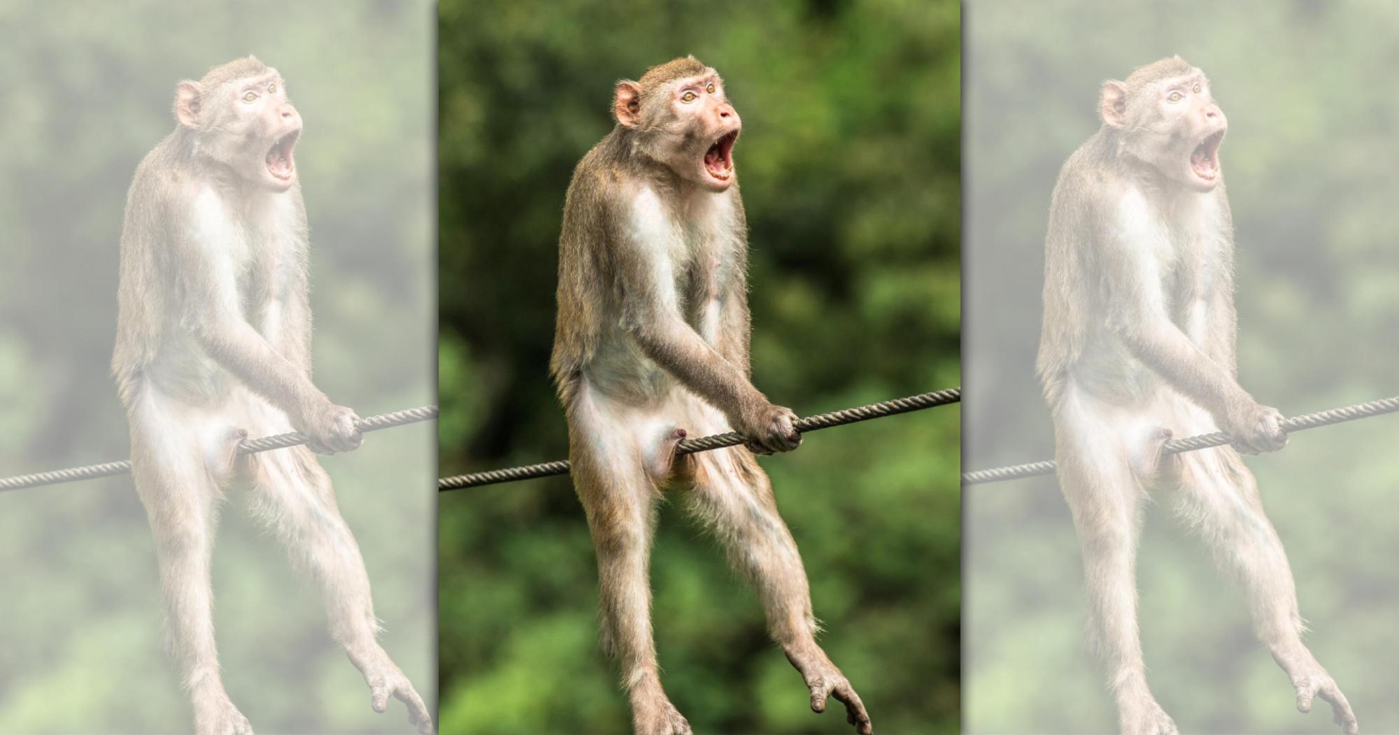 一隻猴子卡在繩索上,看起來相當驚恐。(翻攝自comedywildlifephoto.com)