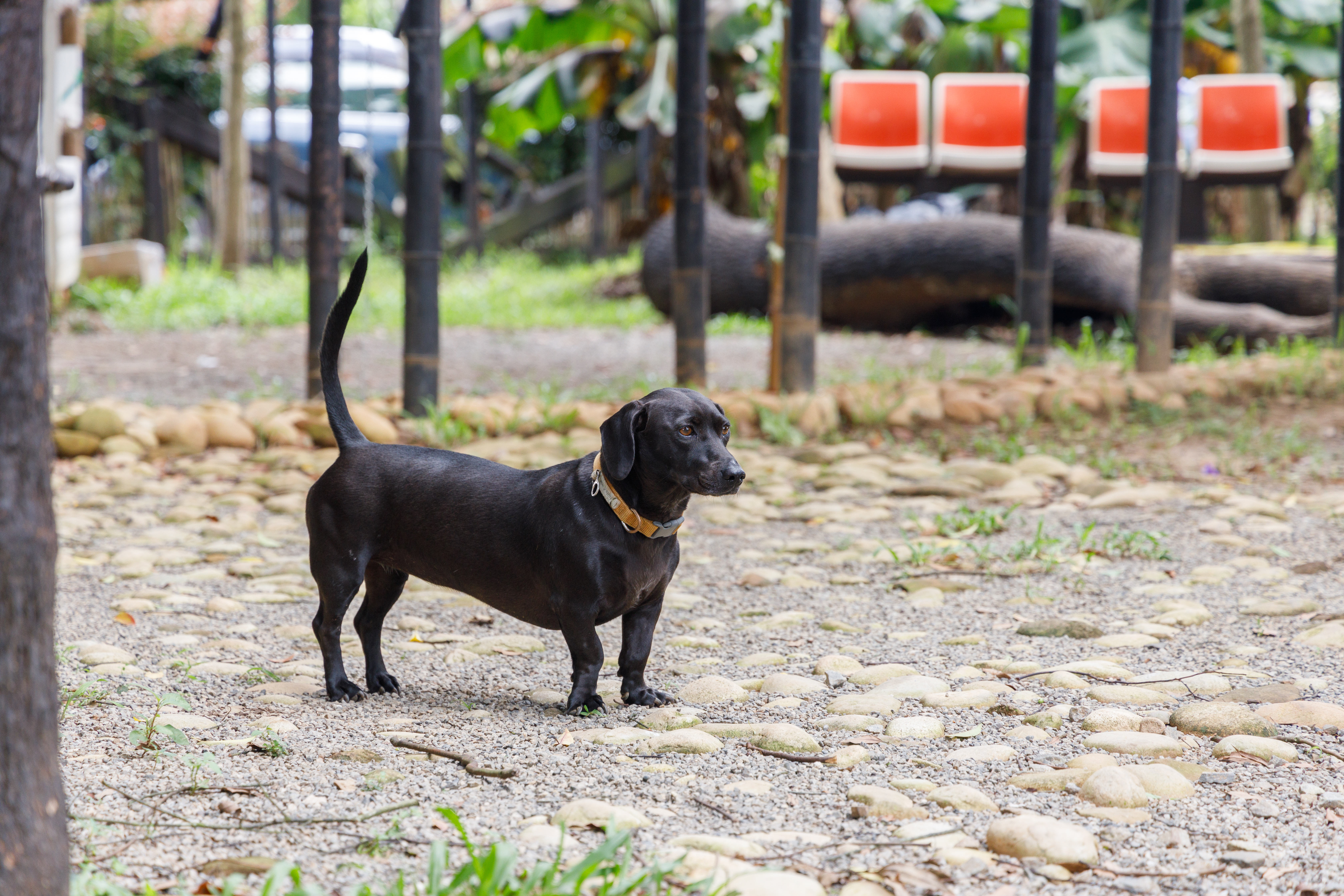 橘舍三食為寵物友善園區，由一群可愛「黑幫」掌管，店狗卡布是臘腸米克斯。