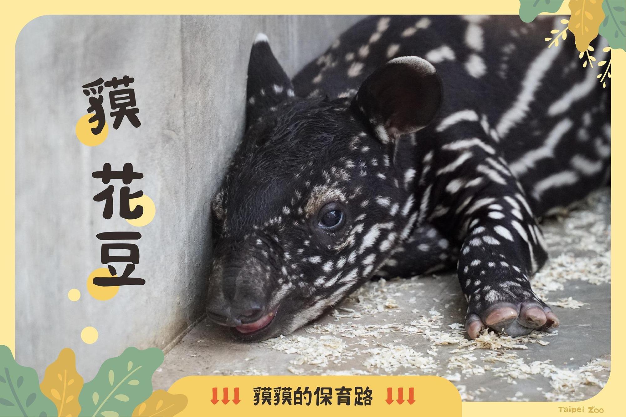 馬來貘寶寶命名活動,動物園今(4)日上午公布投票結果,最後由插畫家Cherng取名的「貘花豆」高票當選。(翻攝Taipei Zoo 臺北市立動物園臉書)