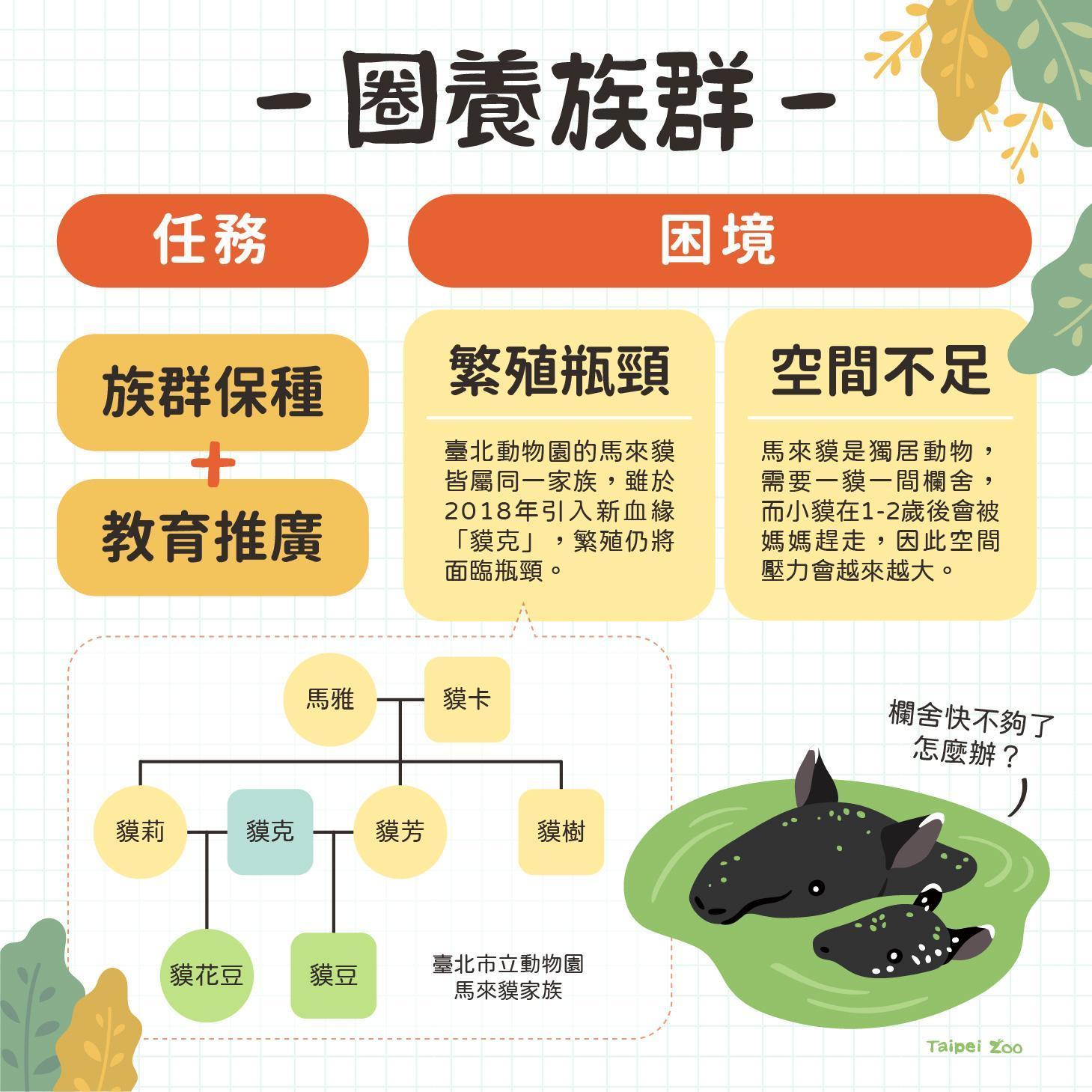 馬來貘寶寶命名由「貘花豆」勝出,園方貼出多張圖文推廣馬來貘的小知識。(翻攝Taipei Zoo 臺北市立動物園臉書)