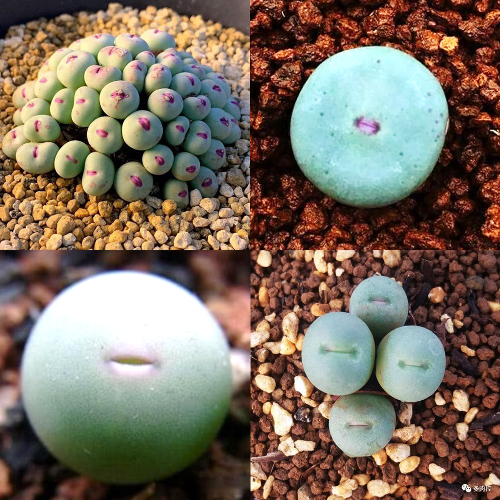 小紅嘴非指特定品種,是番杏科頭錐花屬的多肉植物,只要肉錐頂端貌似嘴巴的部分呈紅色都可稱為小紅嘴。(圖片翻攝菩提多肉種子/kknews/花卉百科園)