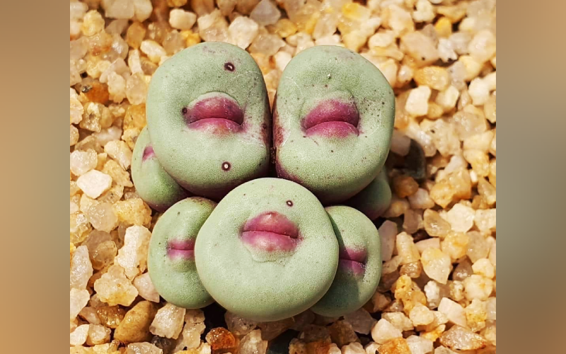 有網友在FB社團分享俗稱小紅嘴的多肉植物，魔性又獵奇的外觀引發話題。（圖片翻攝FB社團《觀葉植物迷交流站》）