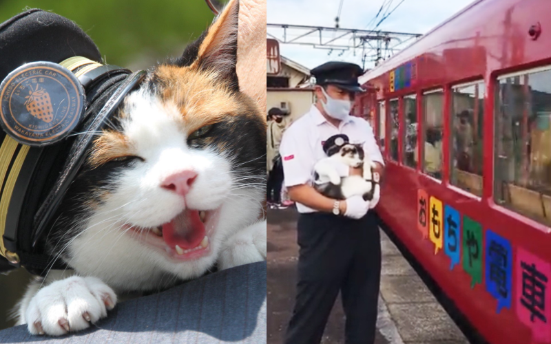 以貓站長小玉聞名的日本和歌山電鐵，人氣主題造型列車之一的玩具電車本月退役，目前執勤的站長四代玉於月台一起歡送最終班次的運行，許多粉絲表示站長舉起肉球打招呼太療癒。（圖片翻攝推特@ekichoTAMA／Youtube@たま駅長_official）