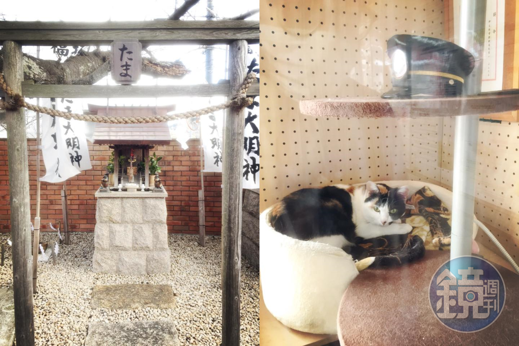 初代站長小玉16歲高齡過世後，小玉任職的貴志站月台還設有小玉神社（圖左）；目前由四代玉（圖右）與二代玉輪班值勤。（讀者提供）