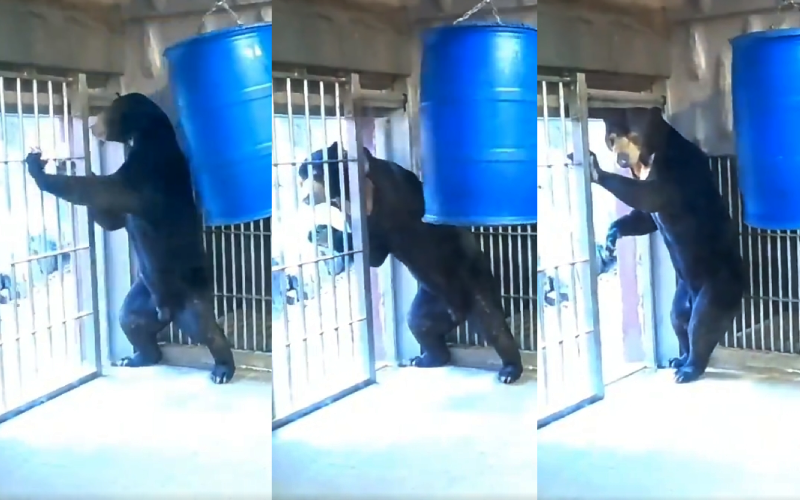 日本東山動植物園的馬來熊馬丁,之前被拍到慌張擋門的模樣太像人,而且讓網友一口咬定熊裝裡根本是中年大叔。(圖片翻攝推特@0811yone)