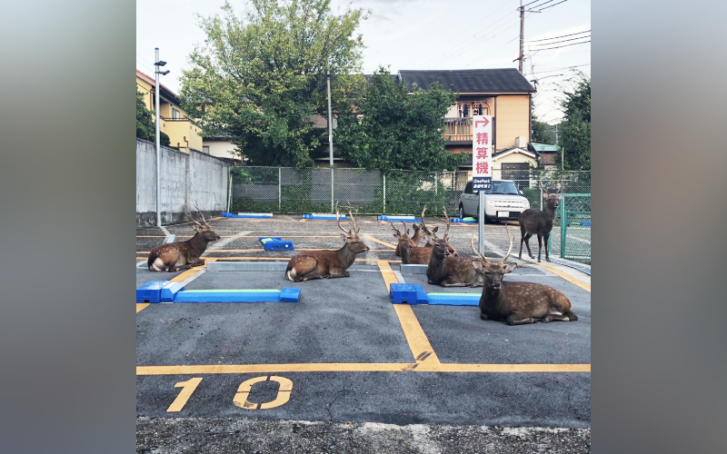 奈良停車場網友檢舉違法「鹿邊停車」　還有小鹿排隊等泊車？