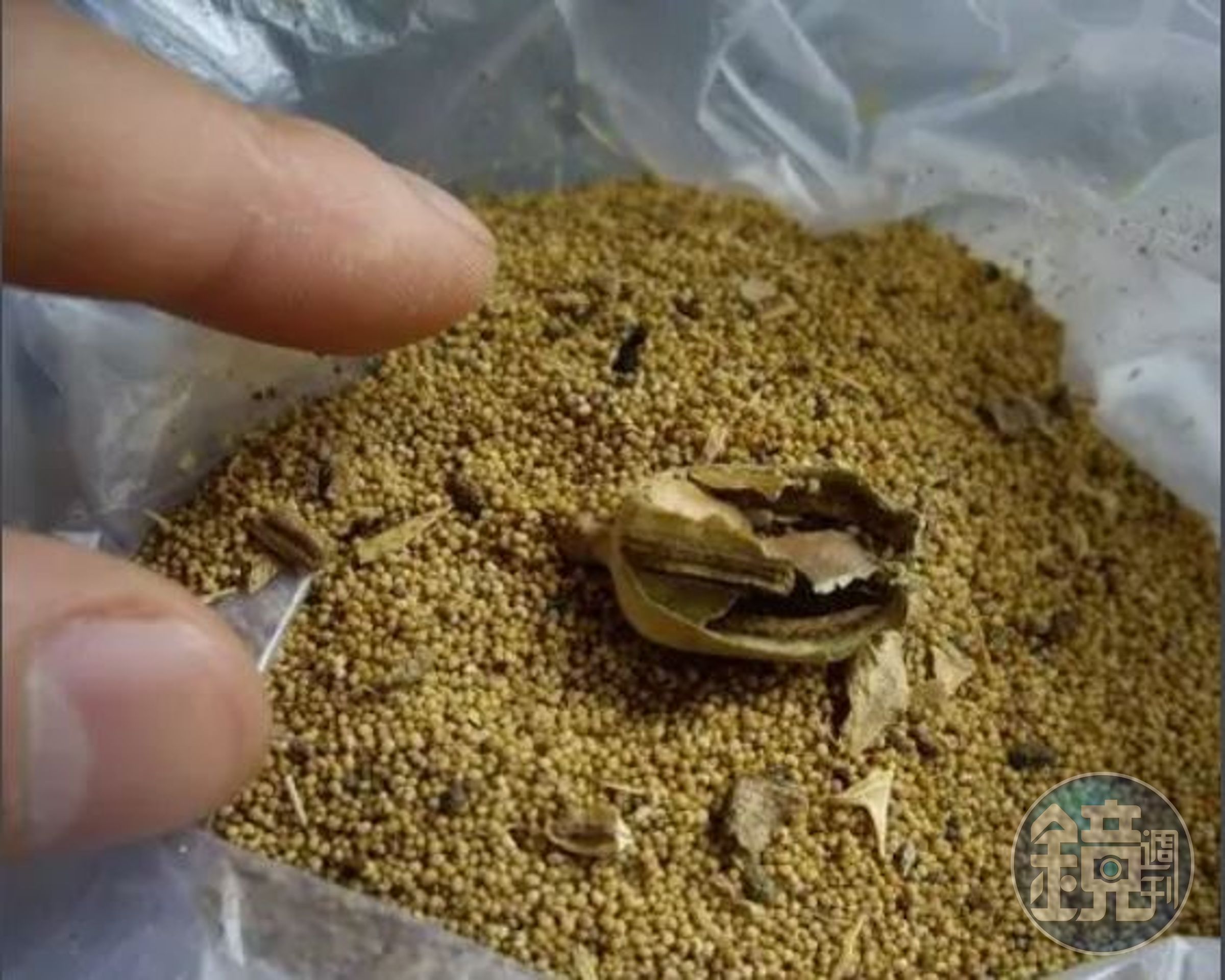 罌粟粉是由罌粟殼磨成粉狀而製成，而罌粟殼含有嗎啡、可待因、罌粟碱、蒂巴因、那可汀等物質，長期使用會對神經系統造成損害，可能慢性中毒，危險甚至會致命。（翻攝baike）