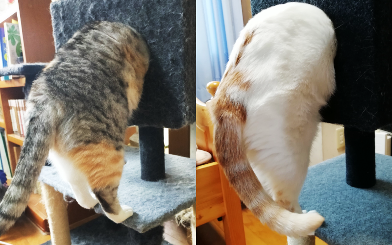 平常在寫小說與畫插畫的推特主まさまさ，日前拍下自家貓咪被卡在貓窩洞口的糗照，還回憶該貓的媽媽以前也曾有過這個名場面。（圖片翻攝推特@nyanyanya0902）