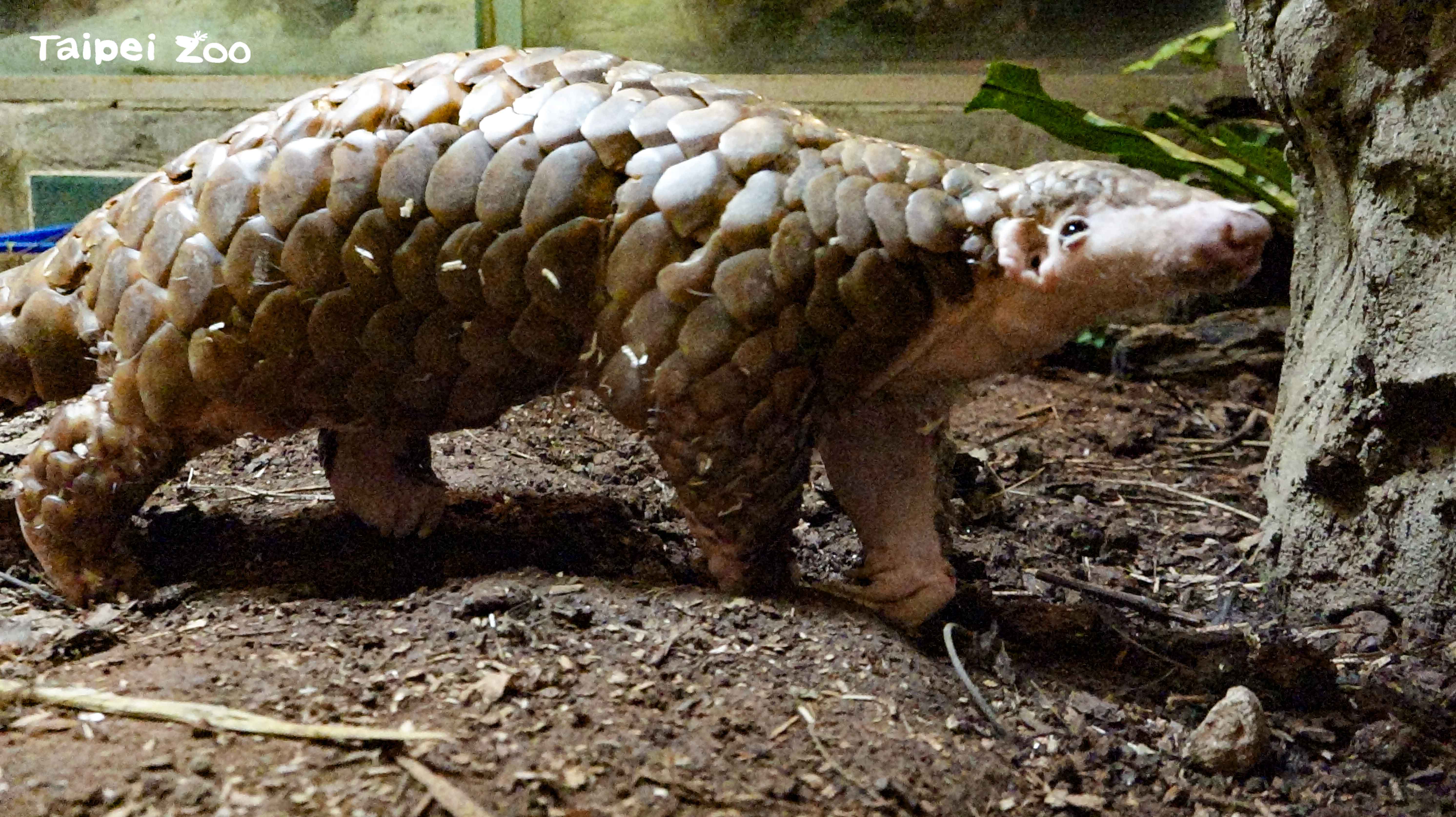 首隻在台北市立動物園出生的穿山甲「穿胖」，於8日離世。（翻攝自台北市立動物園官網）