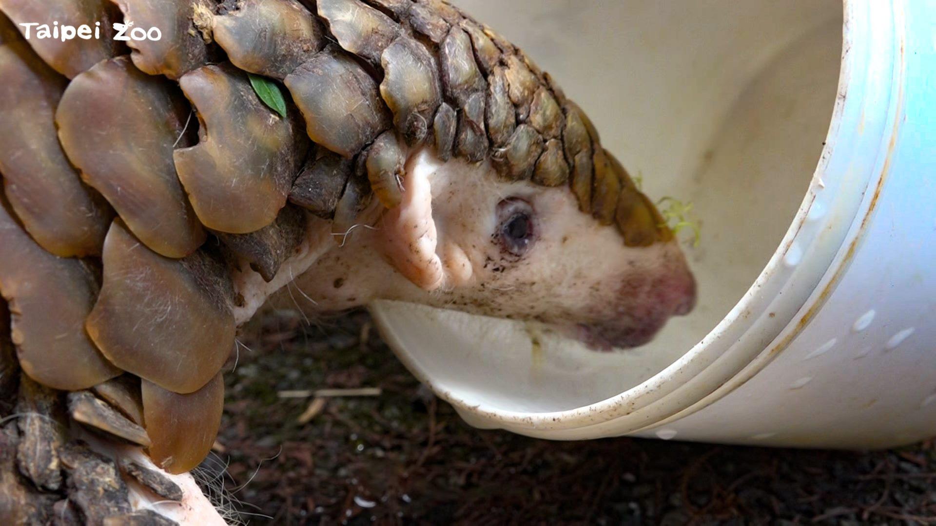 穿胖試吃過所有北市動物園研發的穿山甲食譜。（翻攝自台北市立動物園官網）