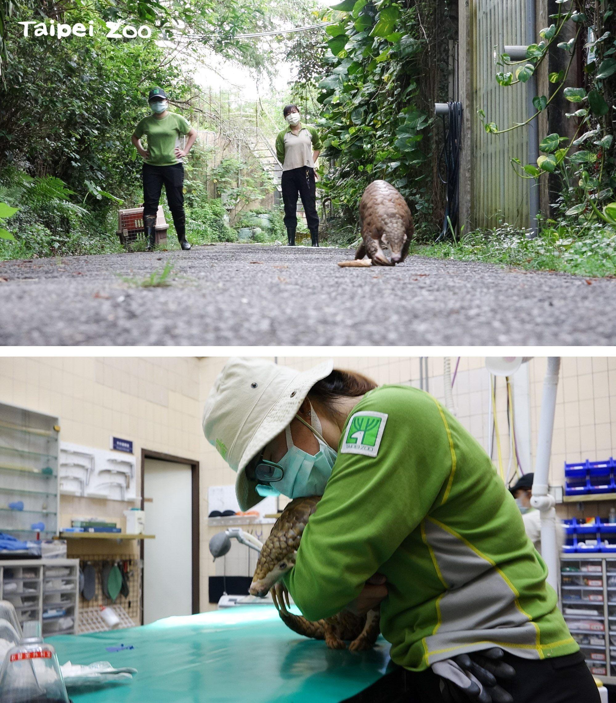 穿胖8日在保育員陪伴下離開。（翻攝自台北市立動物園官網）