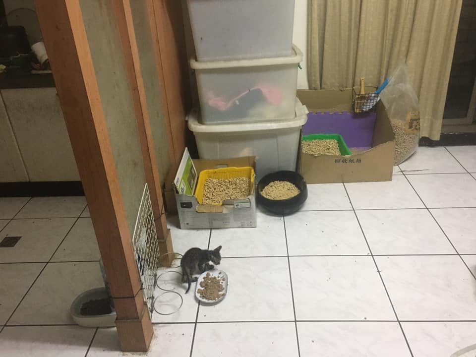 劉女在自家設立中途之家，環境相當髒亂。（讀者提供）