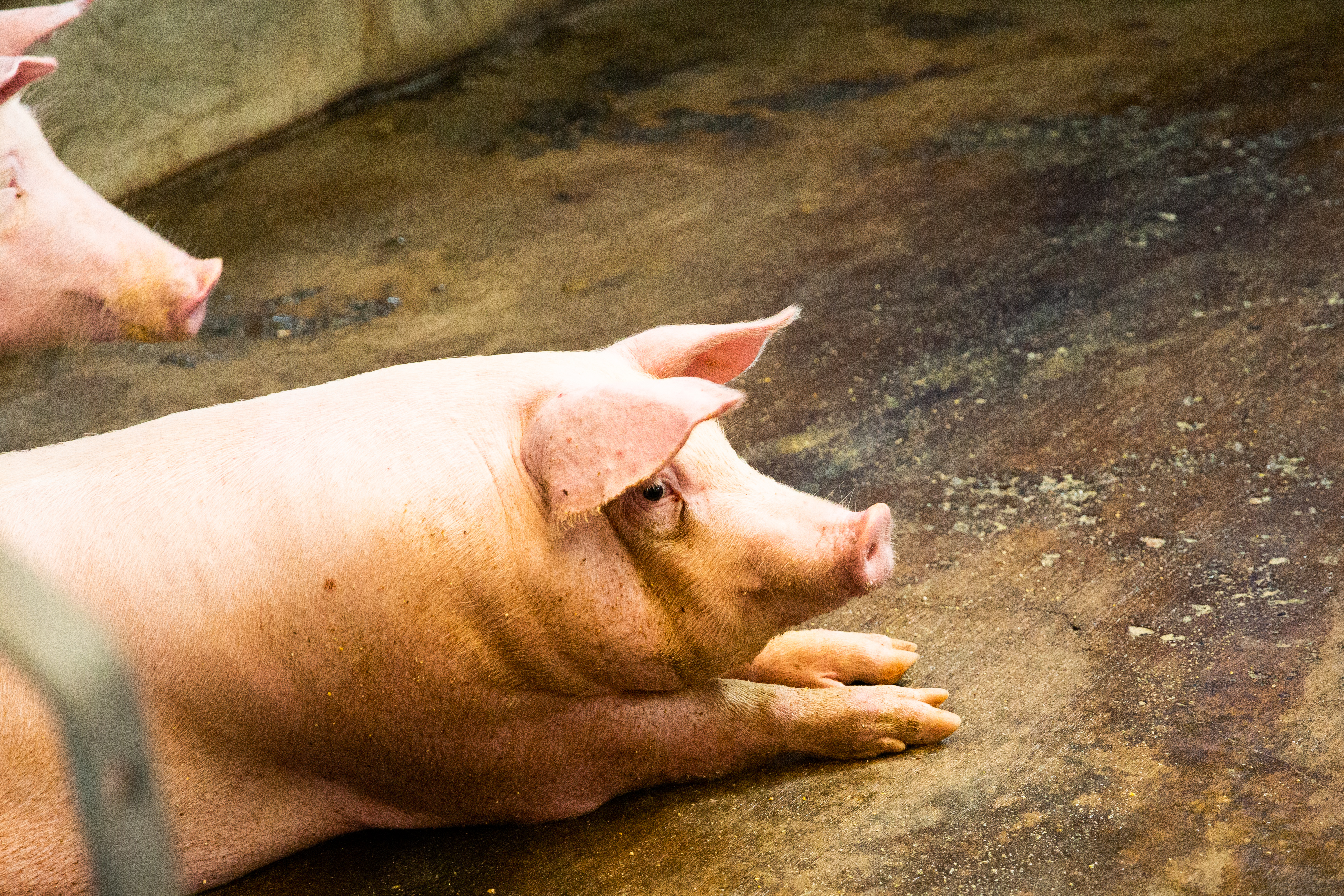 為防範非洲豬瘟，10月起將禁止199頭（含）以下的養豬場使用廚餘。示意圖。（本刊資料照）