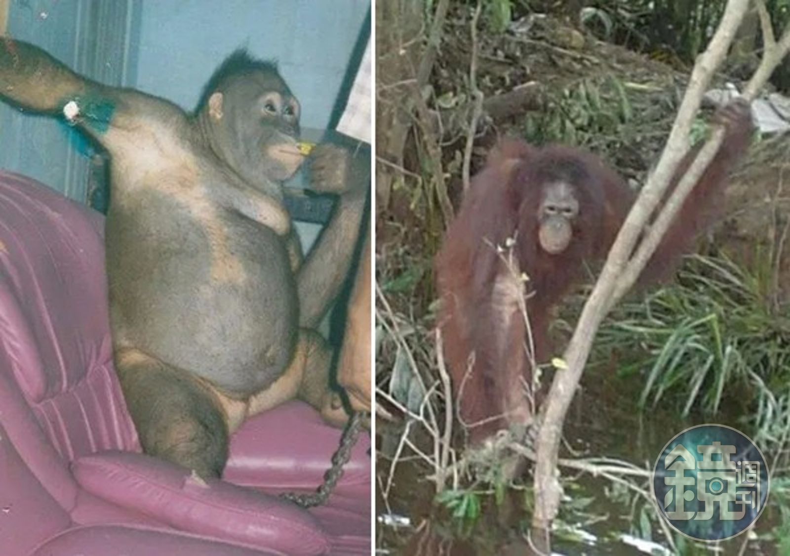紅毛猩猩從小訓練當性奴「剃毛供村民享樂」　被救10多年現況曝光 - 鏡週刊 Mirror Media