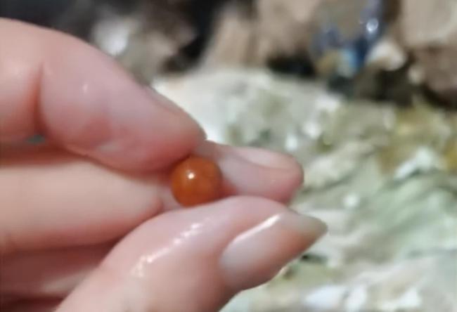 中國一名女子日前在吃海螺時,意外咬到一顆價值不菲的「美樂珠。」(翻攝自網易新聞)