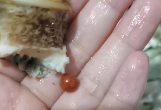 陳姓女子在海螺中吃到一顆極為珍貴的「美樂珠。」(翻攝自網易新聞)