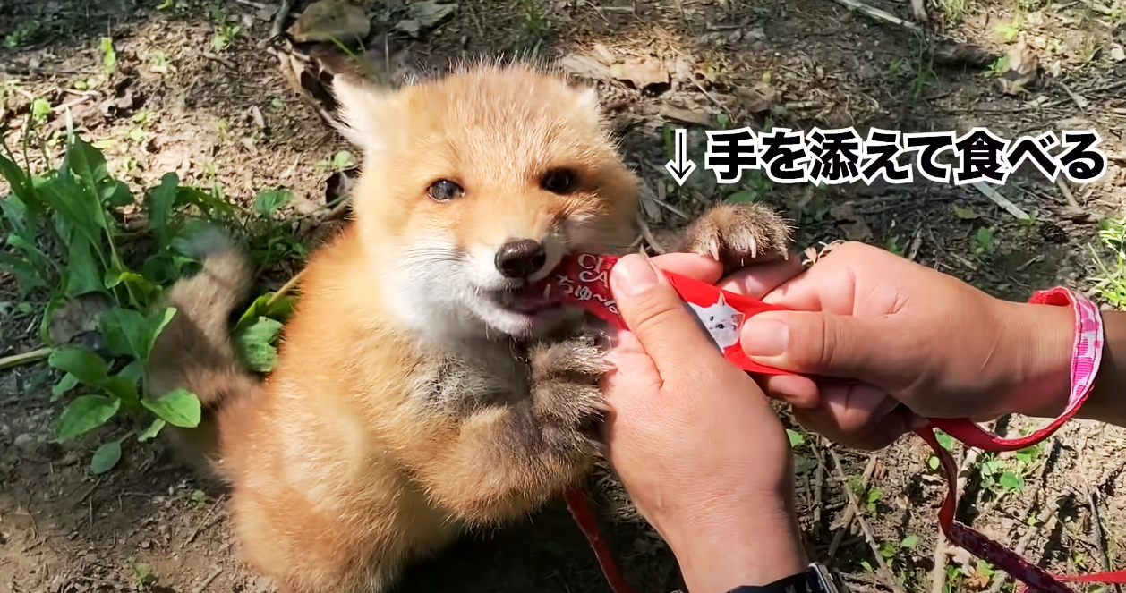 該動物園最近也讓小狐狸紅豆君挑戰吃肉泥,原本只想要玩沒注意到肉泥的孩子,一吃到肉泥後愛上狂吃的樣子,也讓粉絲大讚超療癒。(圖片翻攝Youtube頻道ノースサファリサッポロ)