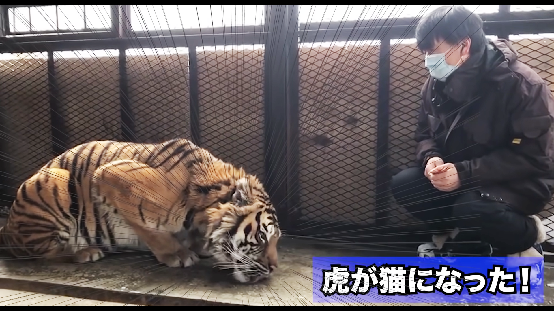 Tigger最後連地上滴落的肉泥也不放過,趴在地上舔地板的樣子更讓貓奴認證大貓無誤。(圖片翻攝Youtube頻道ノースサファリサッポロ)