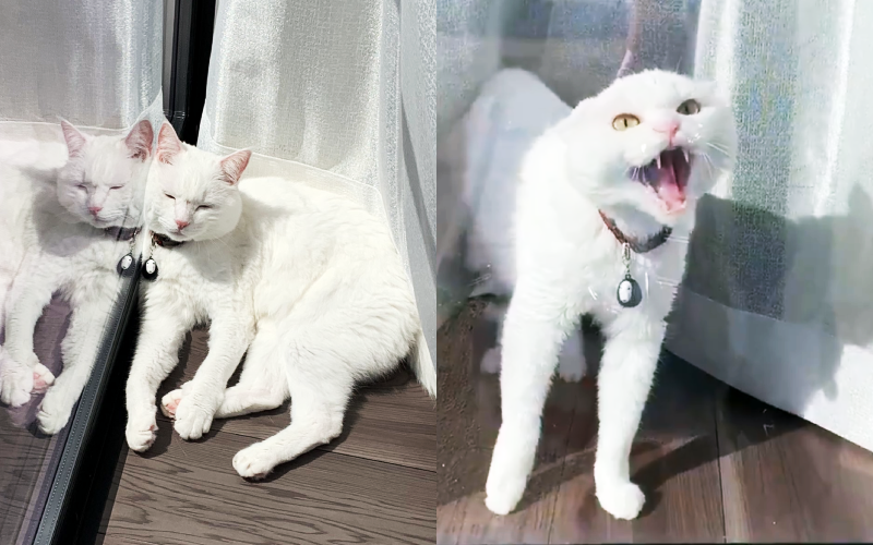 原本在落地窗邊曬太陽午睡的貓咪，因為飼主回家時看牠可愛敲窗叫牠，被吵醒後火力全開的表現起床氣，之後還不停碎念。（圖片翻攝推特@hakusama0906）