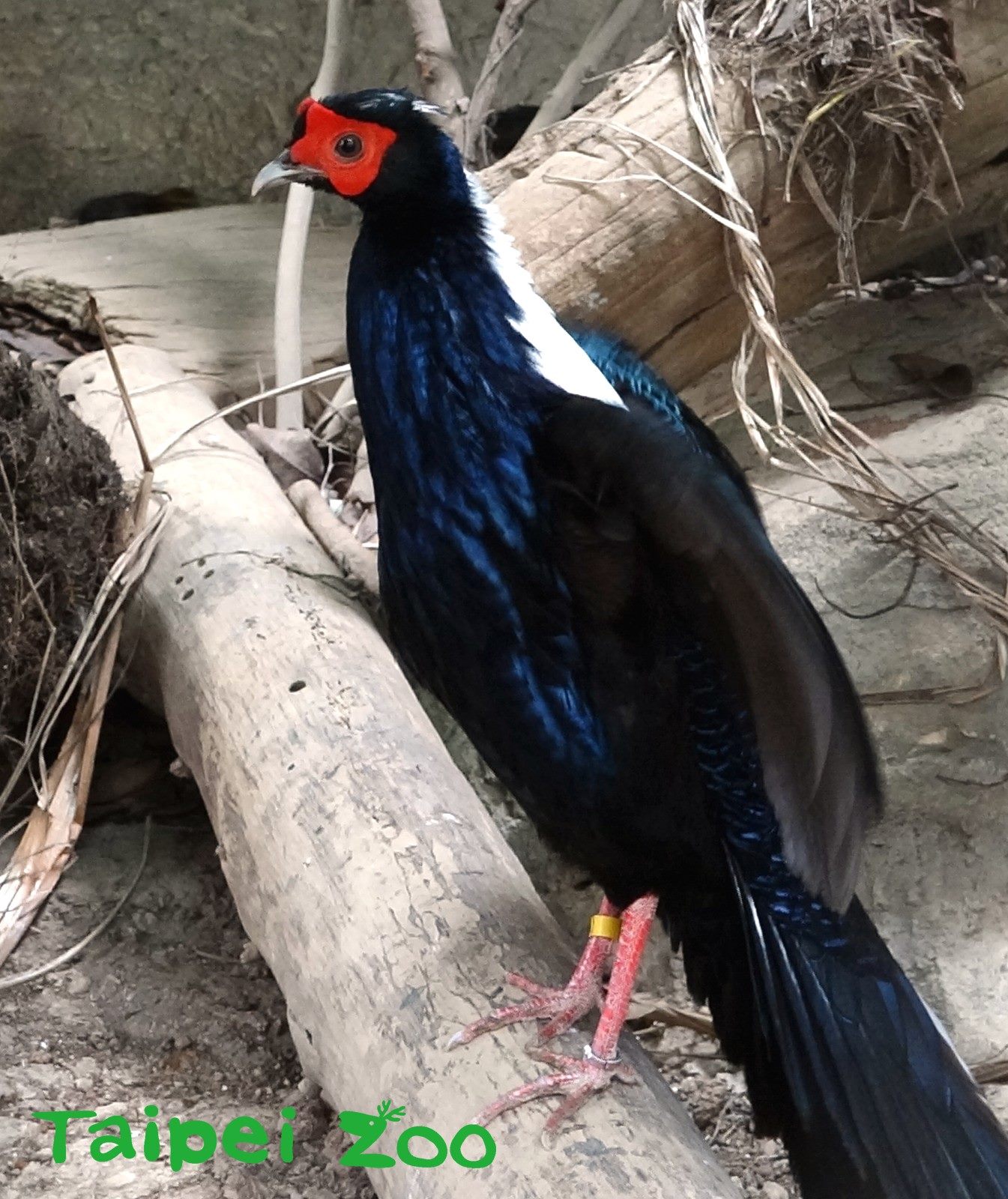 國寶藍腹鷴。（翻攝自台北市立動物園）