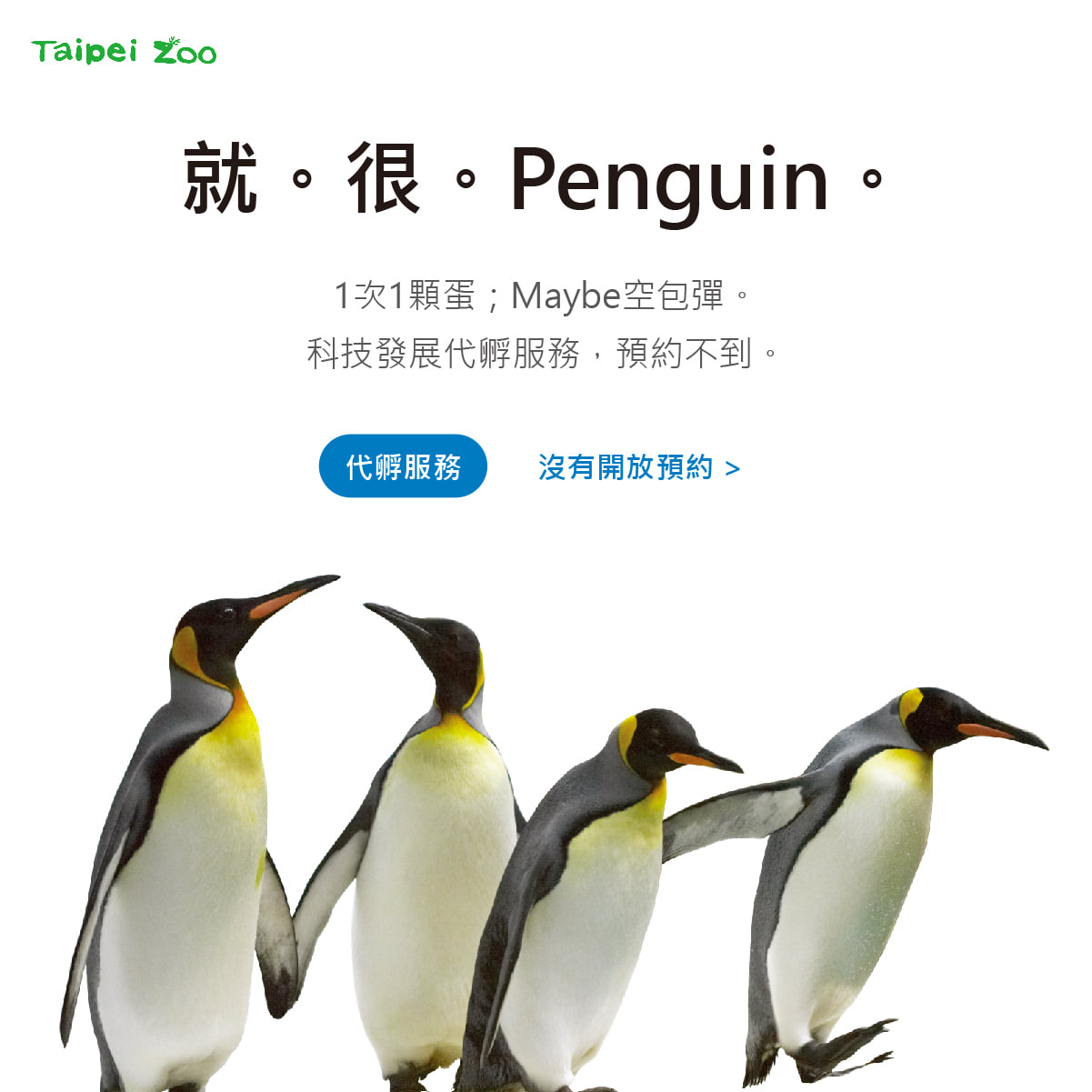 企鵝一次只能孵一顆蛋，不過去動物園也不見得看得到。（翻攝自Taipei Zoo 臺北市立動物園臉書）