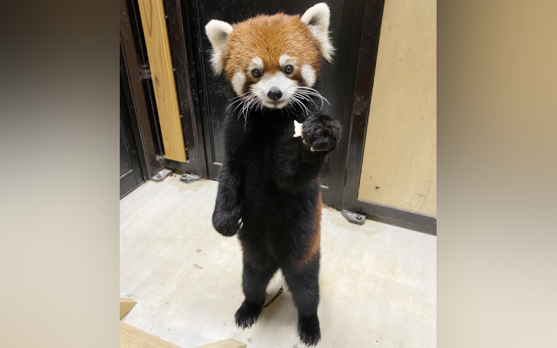 日本的豐橋綜合動植物園，小熊貓李花站著拿蘋果的姿勢太像人類，表情與動作就像在說要不要一起吃蘋果，許多網友被牠的可愛暴擊，讚嘆根本女友視角。（圖片翻攝推特@non_hoi_park）