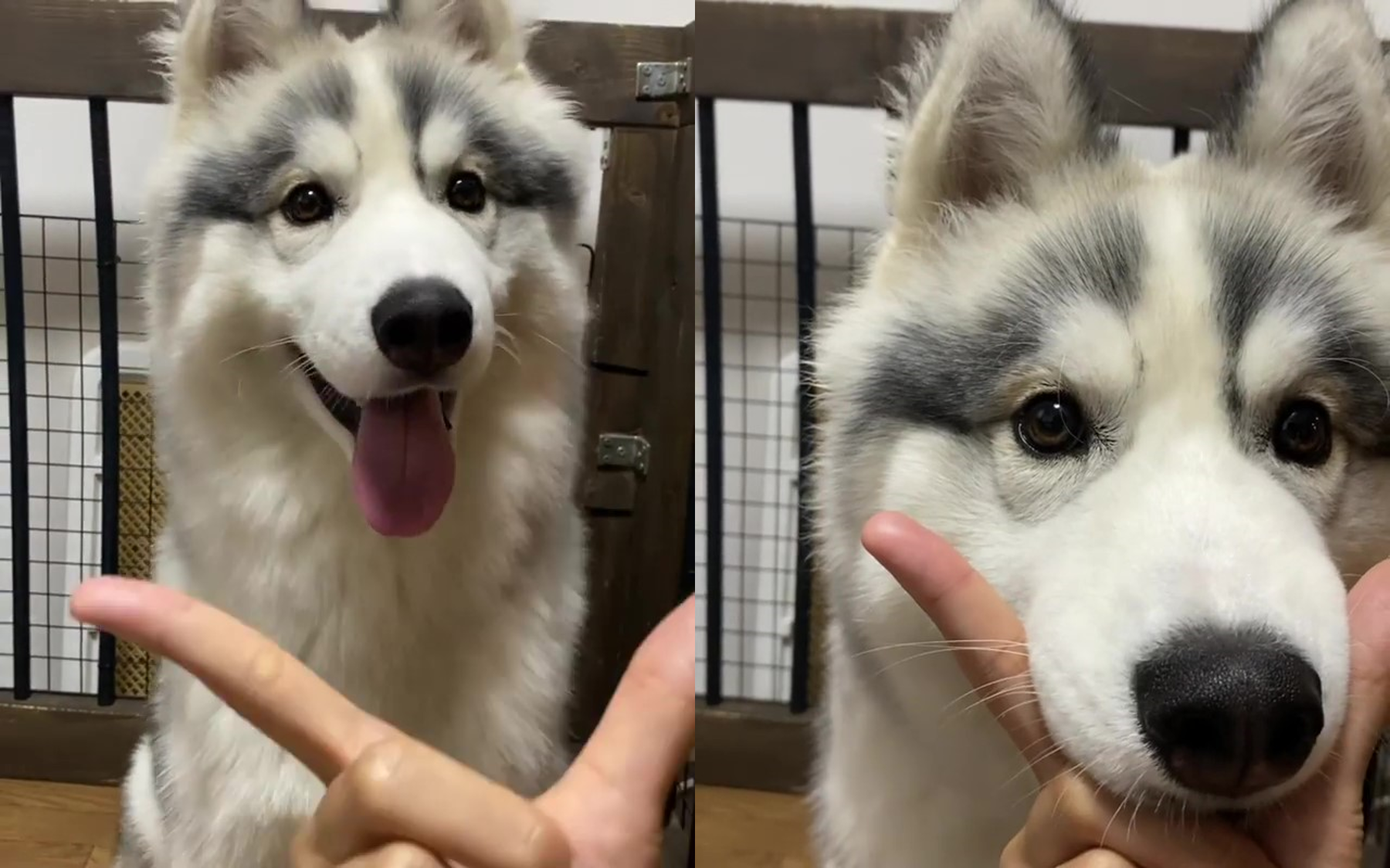 阿波羅平常就很愛跟飼主玩靠下巴遊戲，飼主表示這招教牠一次就會了。（圖片翻攝推特@Apollo_Husky_12）