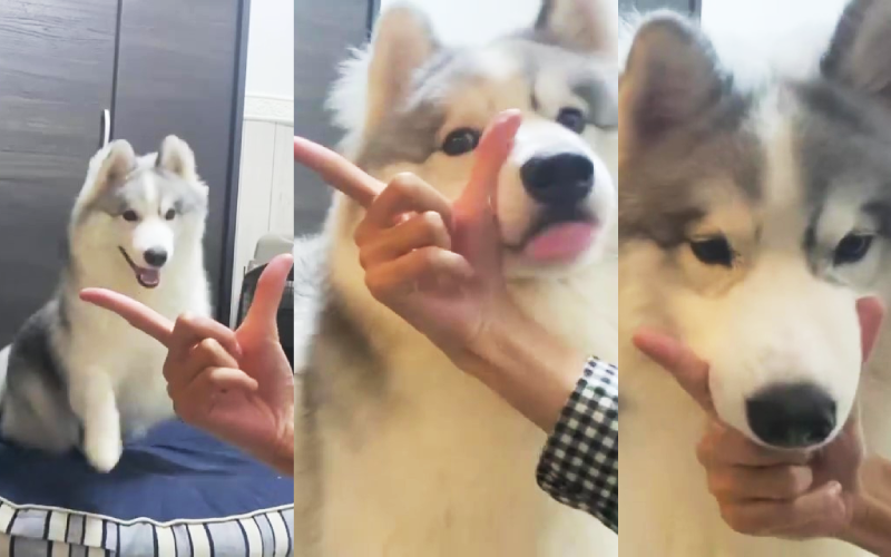每當飼主比出7的手勢，哈士奇阿波羅就會把下巴靠到虎口上，日前失誤靠到手腕，發現搞錯尷尬吐舌後自己修正位置，呆萌的反應在推特爆紅。（圖片翻攝推特@Apollo_Husky_12）