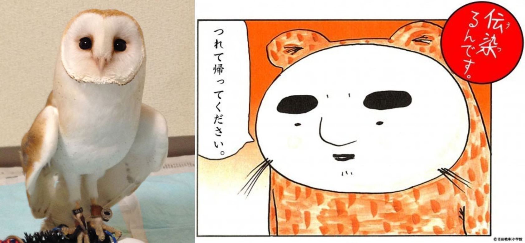 也有人覺得貓咪敷面膜很像貓頭鷹以及漫畫傳染裡的角色水獺。(翻攝自推特@ef63_189asama/@ironnajibun)