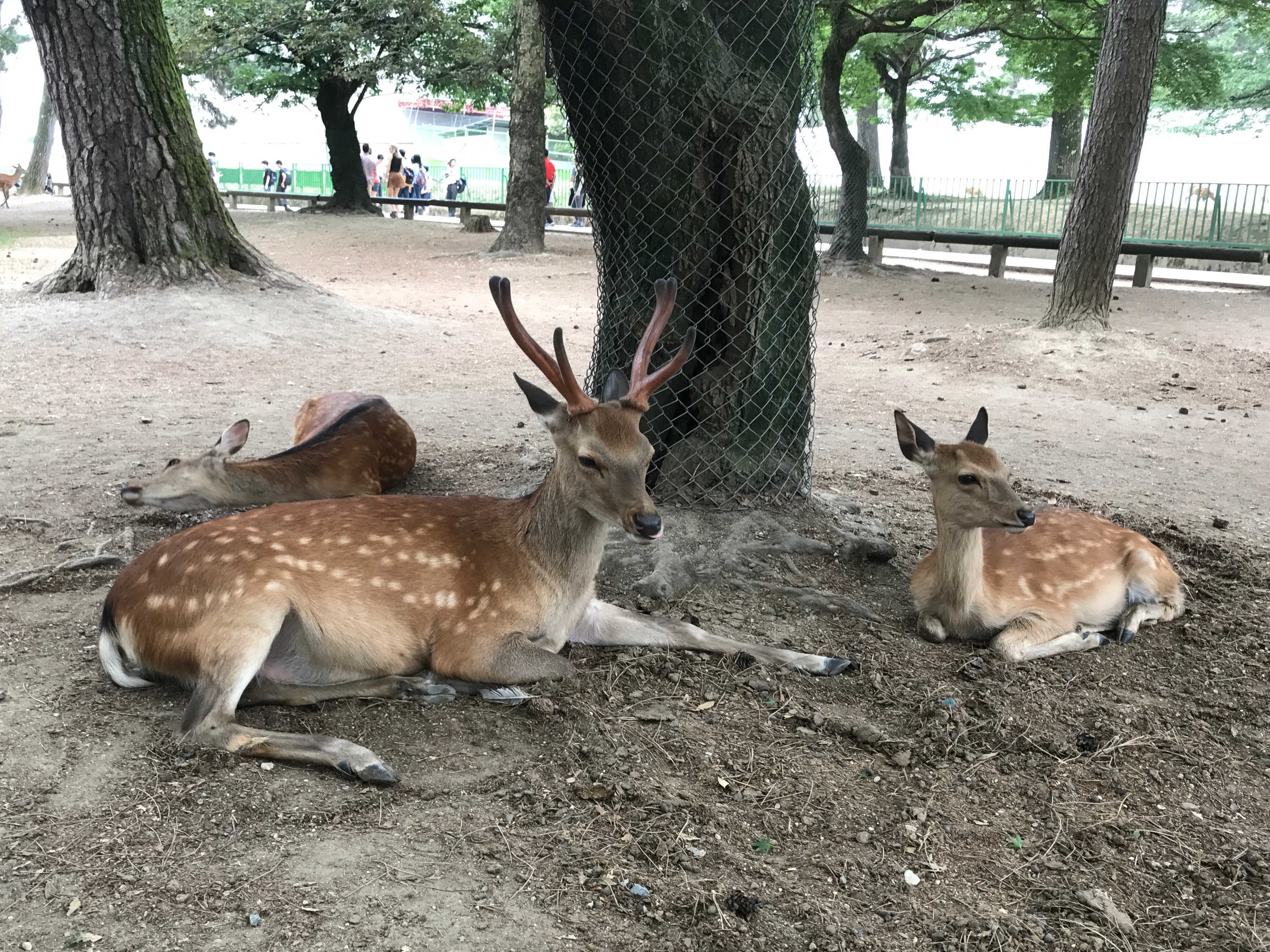 金門觀光業者舉辦的「2021中秋來博餅」活動，首獎竟然是一頭活生生的梅花鹿。（示意圖，本刊資料照）
