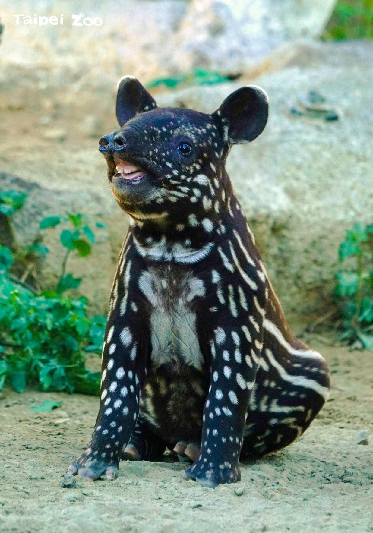 貘花豆已滿40天大，體重21公斤。（台北市立動物園提供）