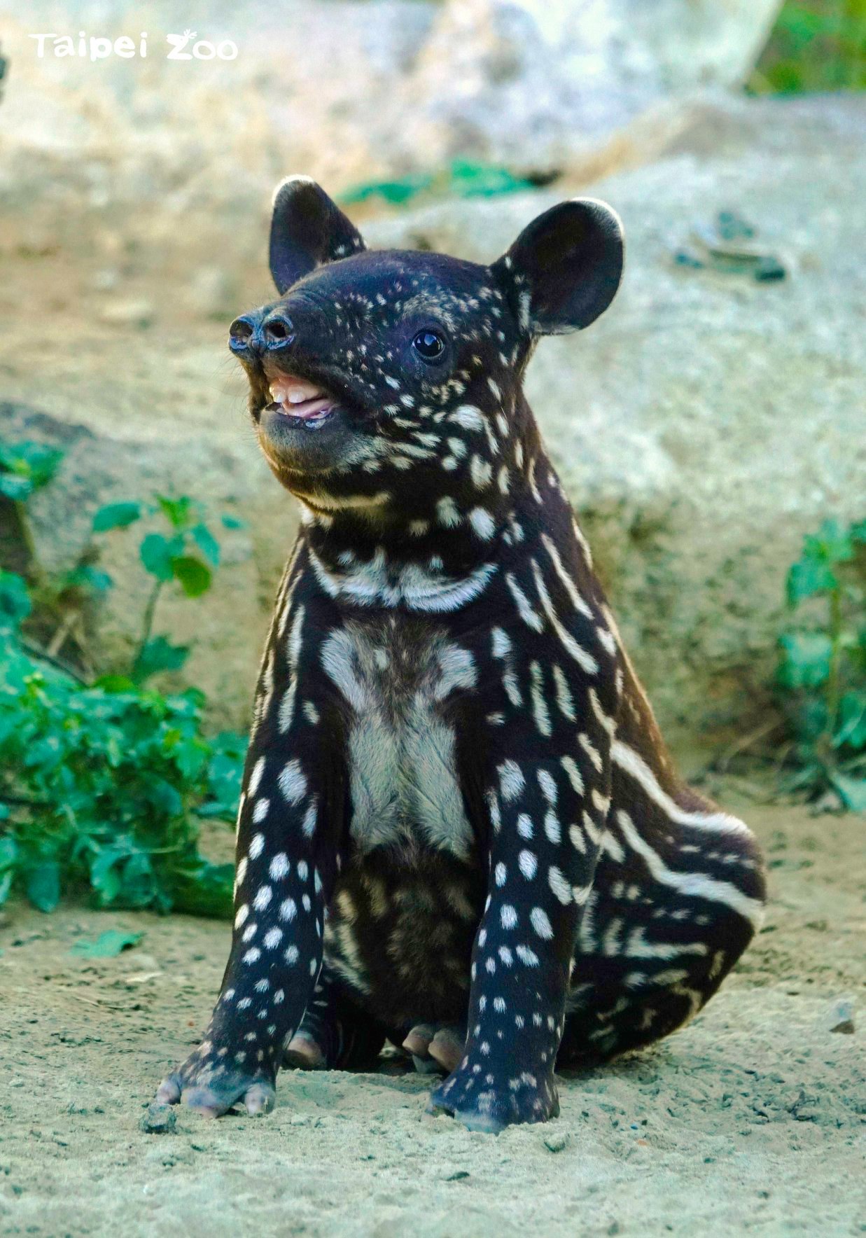 貘花豆已滿40天大,體重21公斤。(台北市立動物園提供)