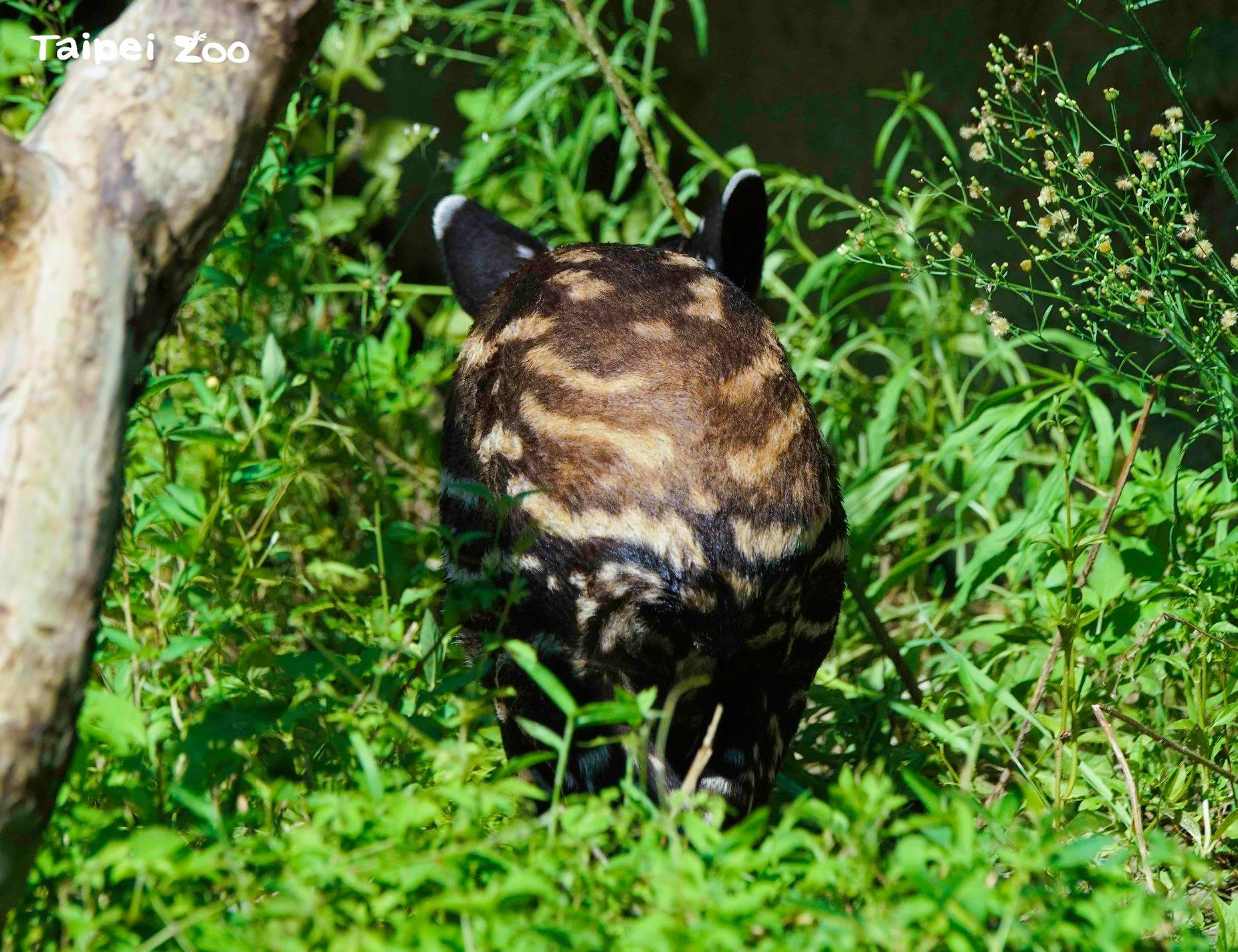 貘花豆目前毛色布滿斑點及條紋,像一顆小西瓜。(台北市立動物園提供)