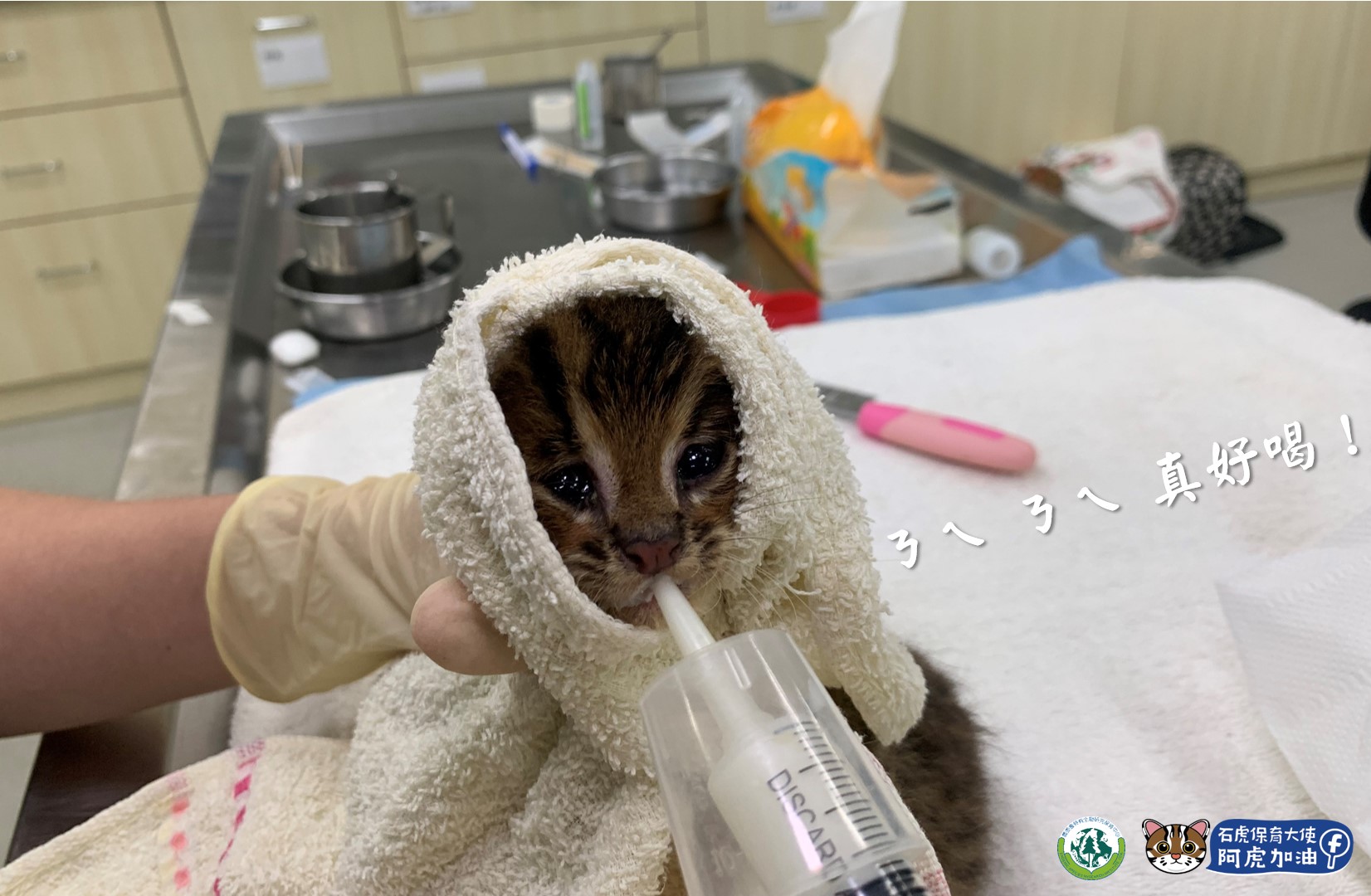 南投一位好心民眾將「落水小貓」救起打算飼養，事後發現竟是一級保育動物石虎。（翻攝自石虎保育大使 阿虎加油臉書）