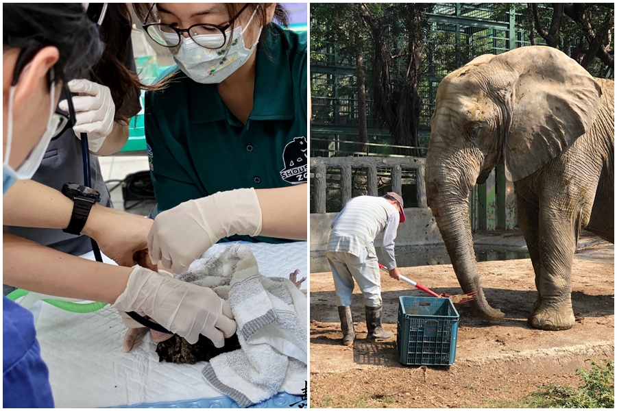 動物園保育員為解決低薪困境，擬串連南北同業呼籲修法。（翻攝自Shou Shan Zoo 壽山動物園臉書）