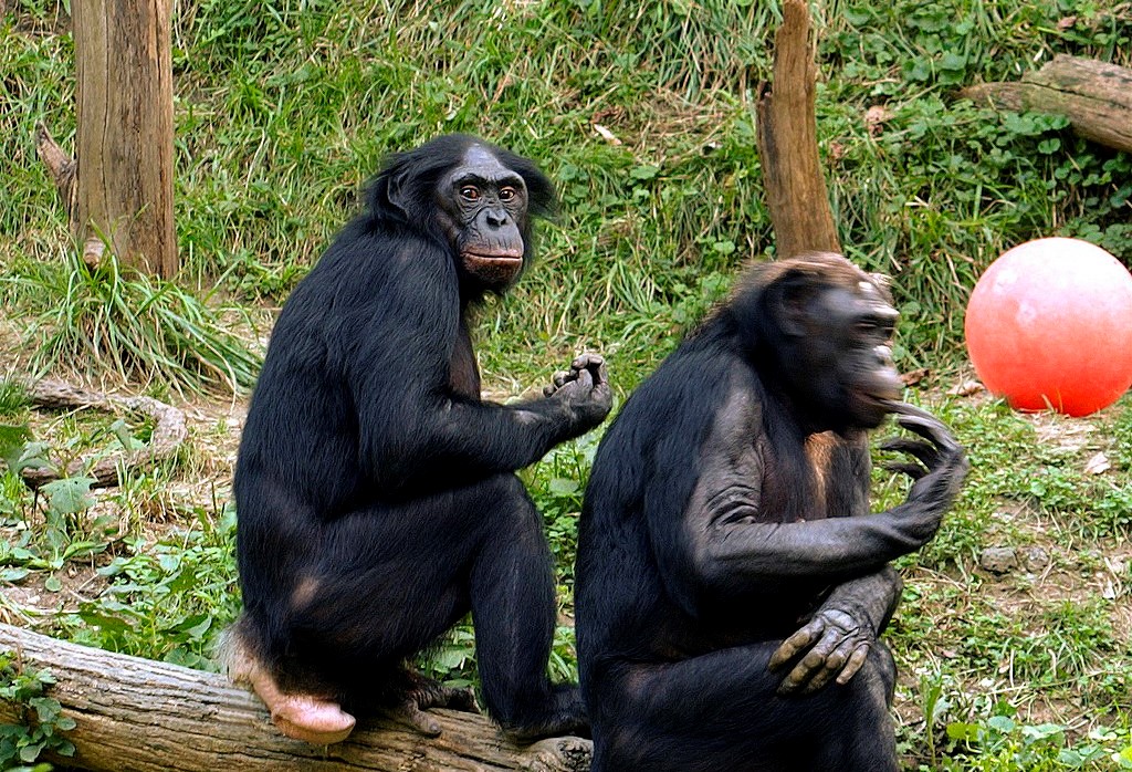 美國紐約布朗克斯動物園的黑猩猩當眾激戰，嚇壞園區內的遊客。（翻攝維基百科）