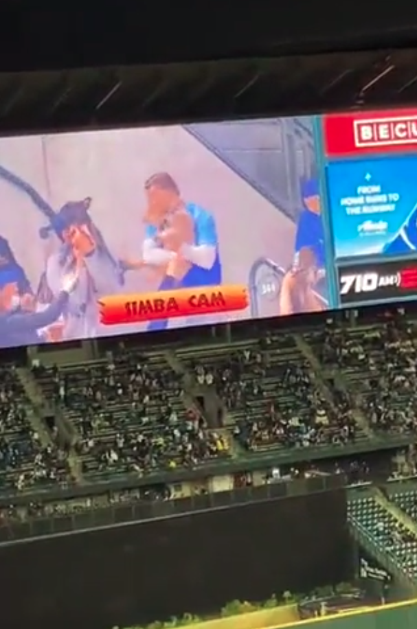 美國西雅圖水手隊日前在一場比賽中玩起了「辛巴鏡頭」（Simba Cam）。（翻攝自@GoodNewsMoveme3 twitter）