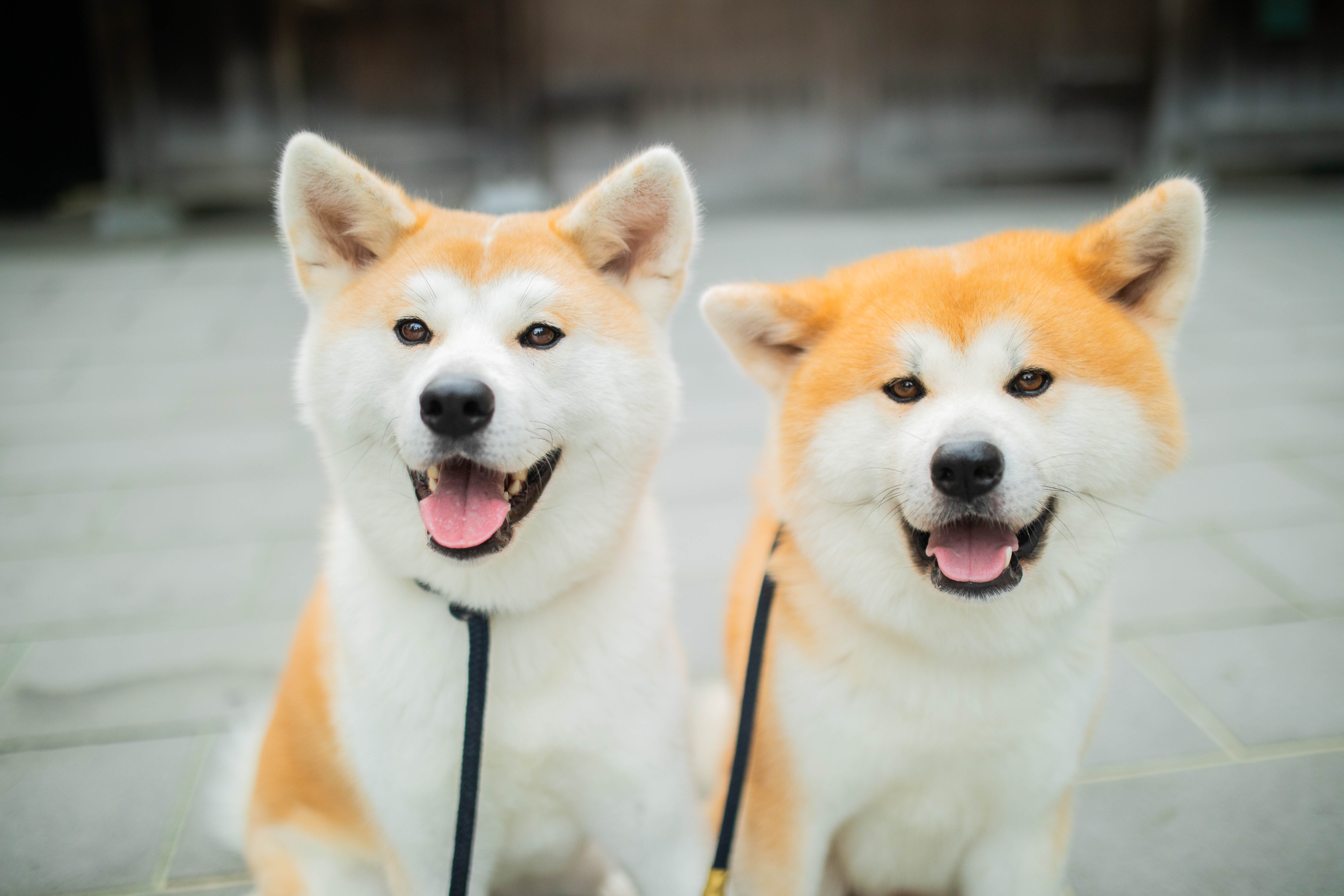  SU醬與太太FUJIKO每天認真賣萌接待旅客。（日本觀光局JNTO提供）