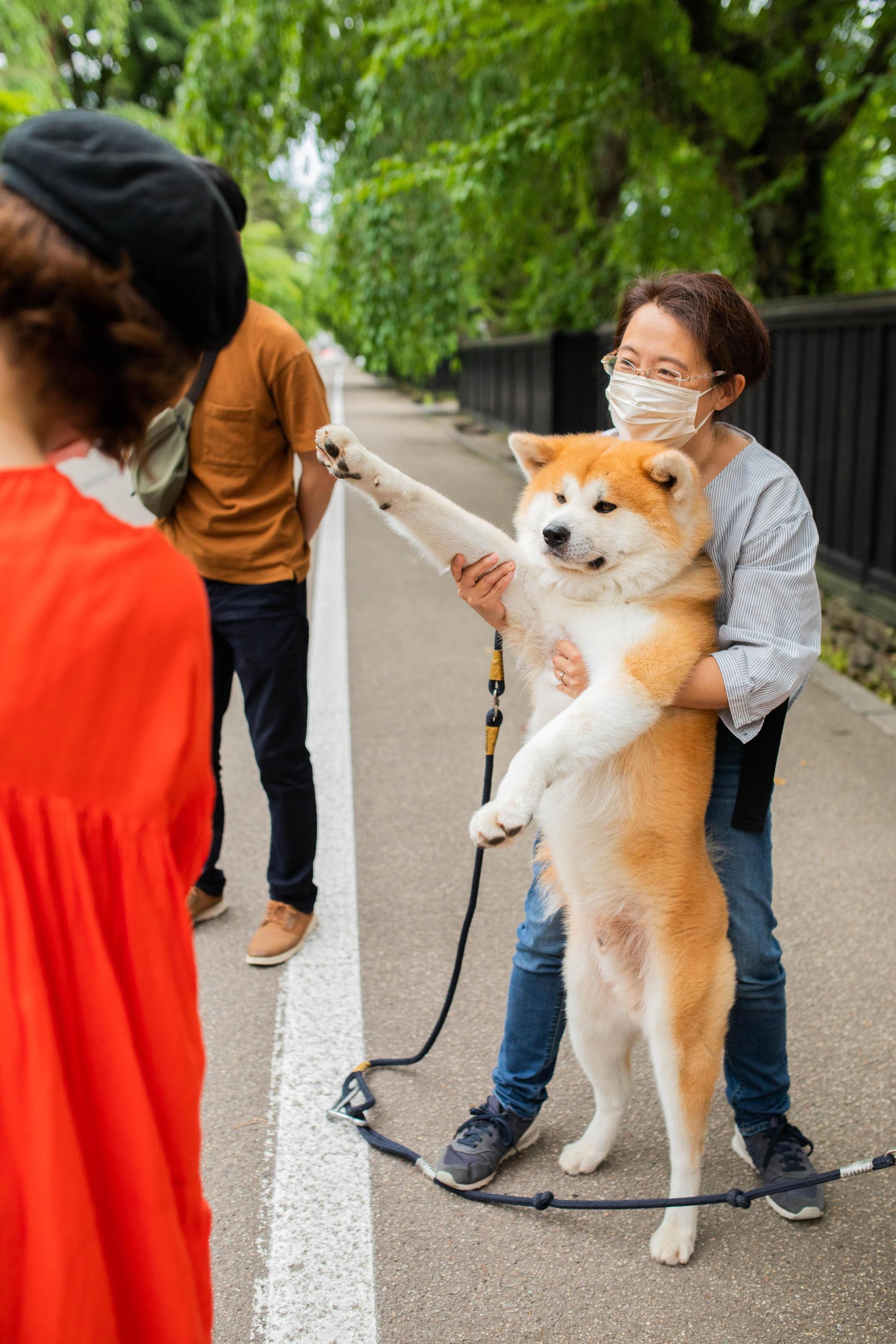 秋田犬其實體型非常大隻，聽說毛髮十分柔軟好想摸摸看。（日本觀光局JNTO提供）