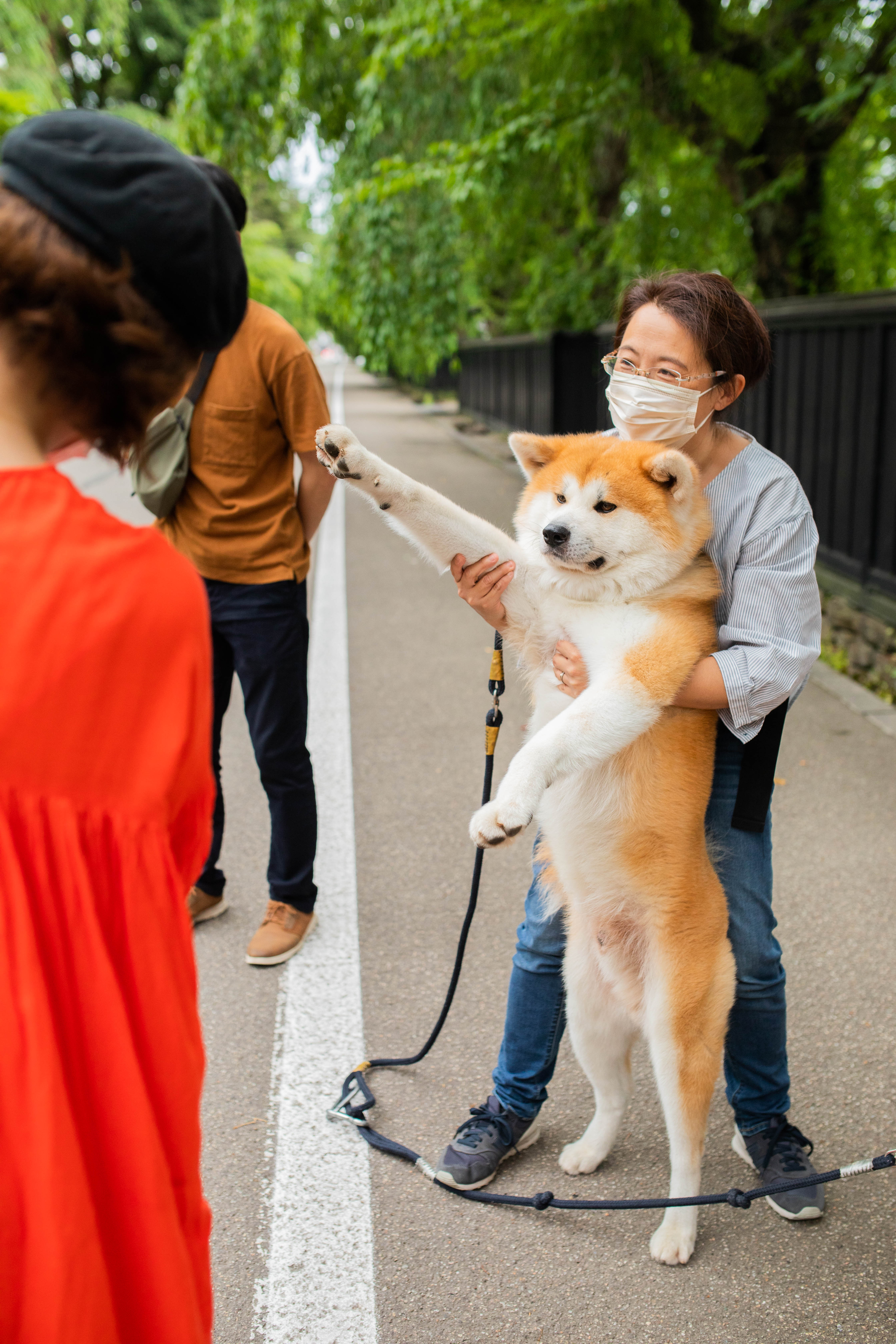 秋田犬其實體型非常大隻，聽說毛髮十分柔軟好想摸摸看。（日本觀光局JNTO提供）