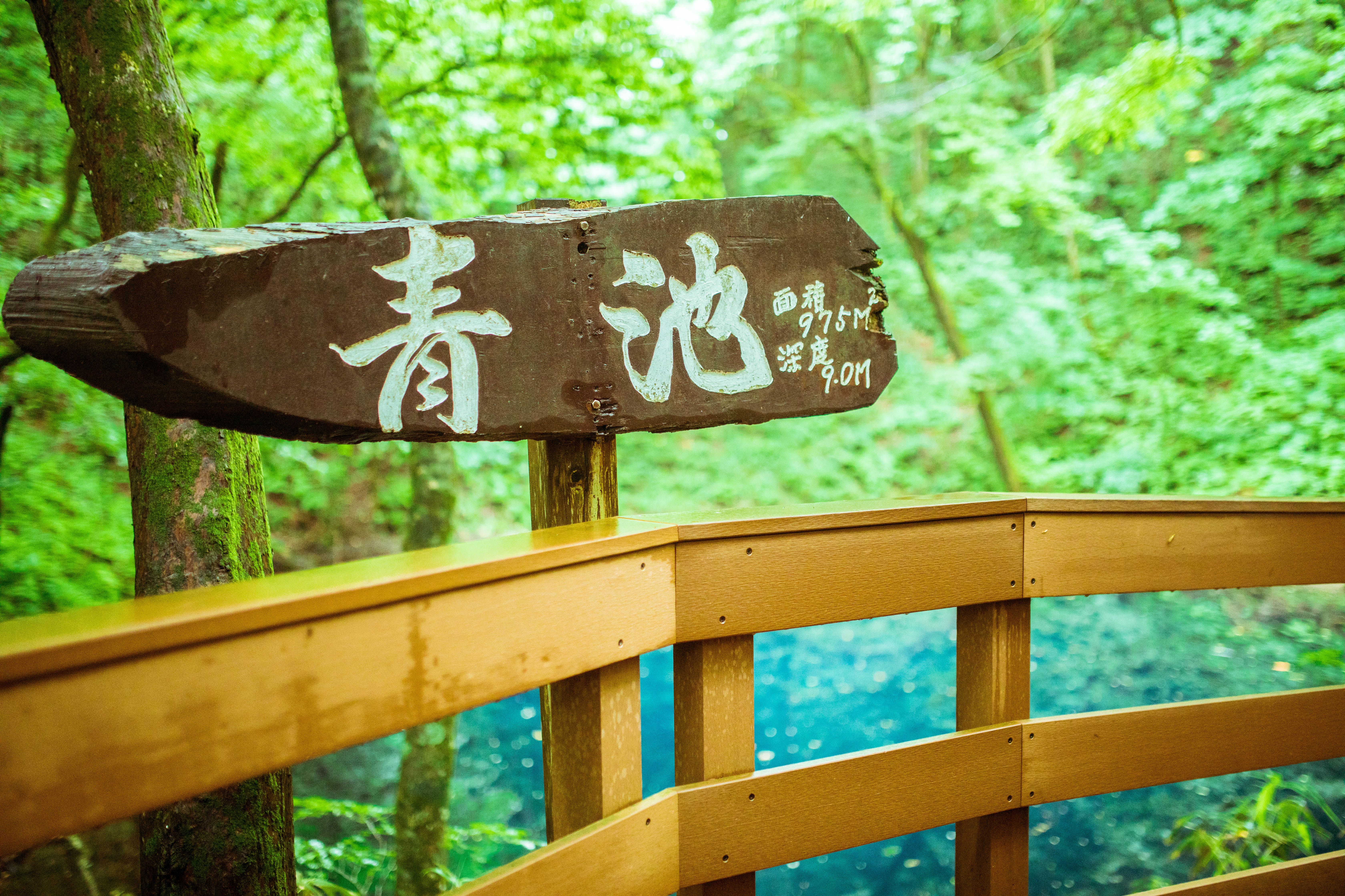 走在步道上，可以看見前往青池的指標。（日本觀光局JNTO提供）