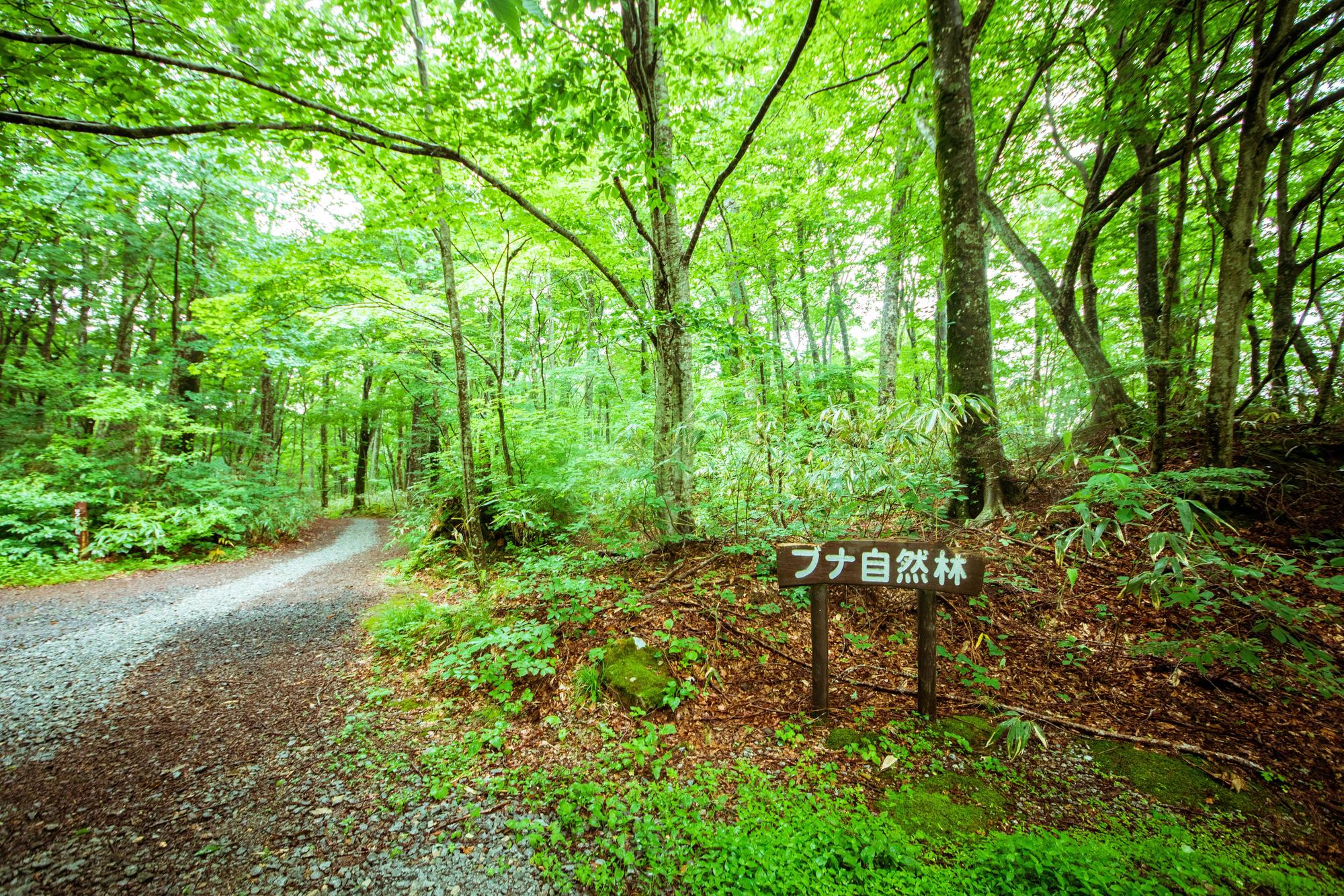 前往「山毛櫸原生自然林」的路途還算平坦好走。(日本觀光局JNTO提供)